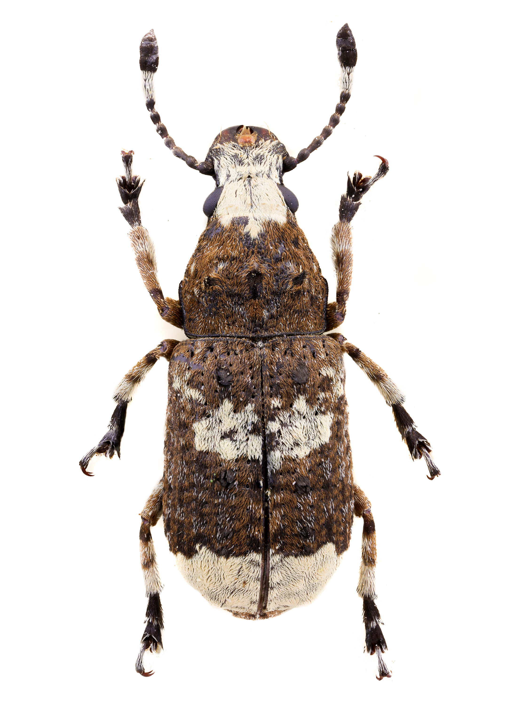 Platystomos albinus f
