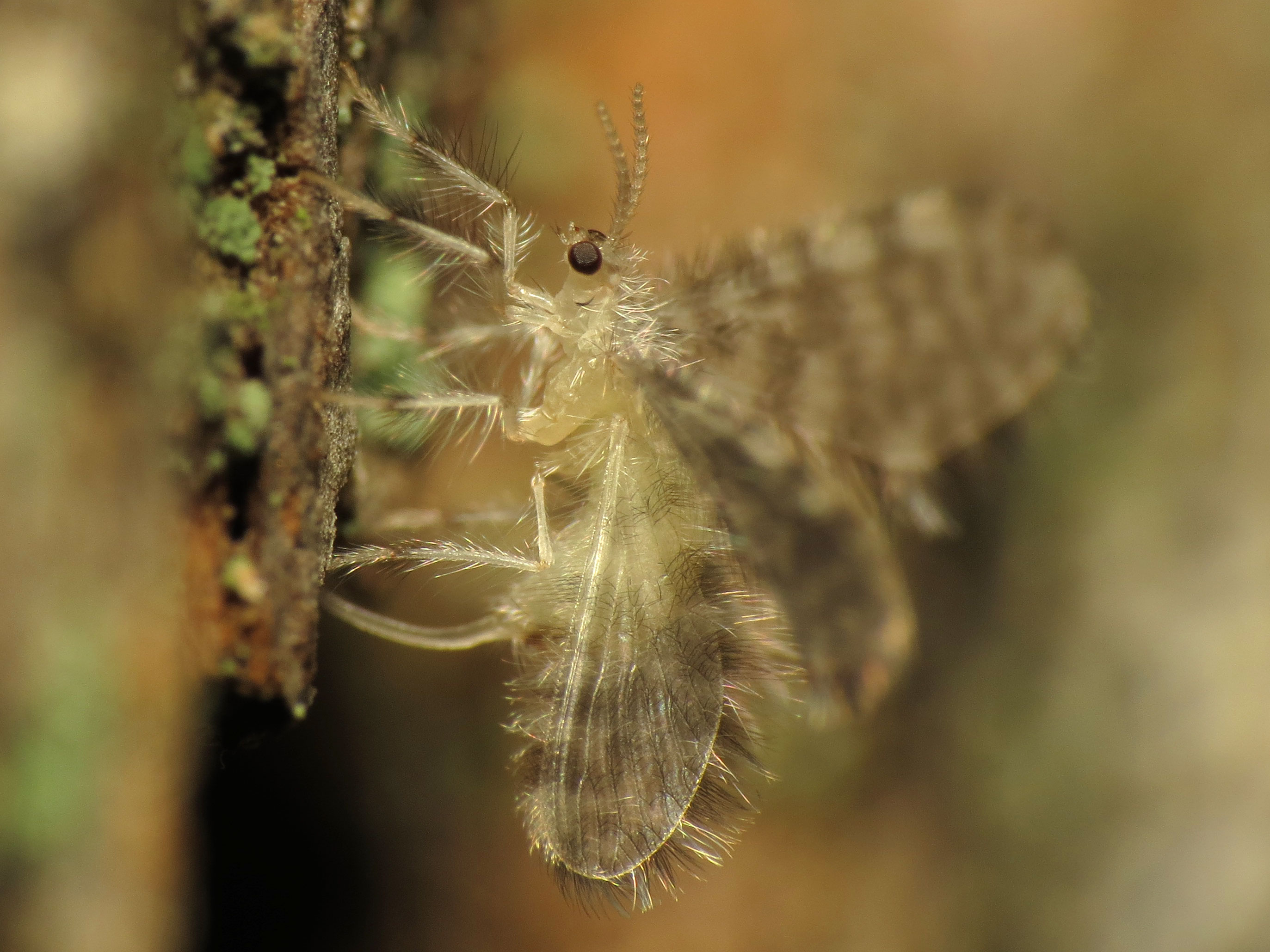 Pleasing Lacewing Ovipositing (14415165867)