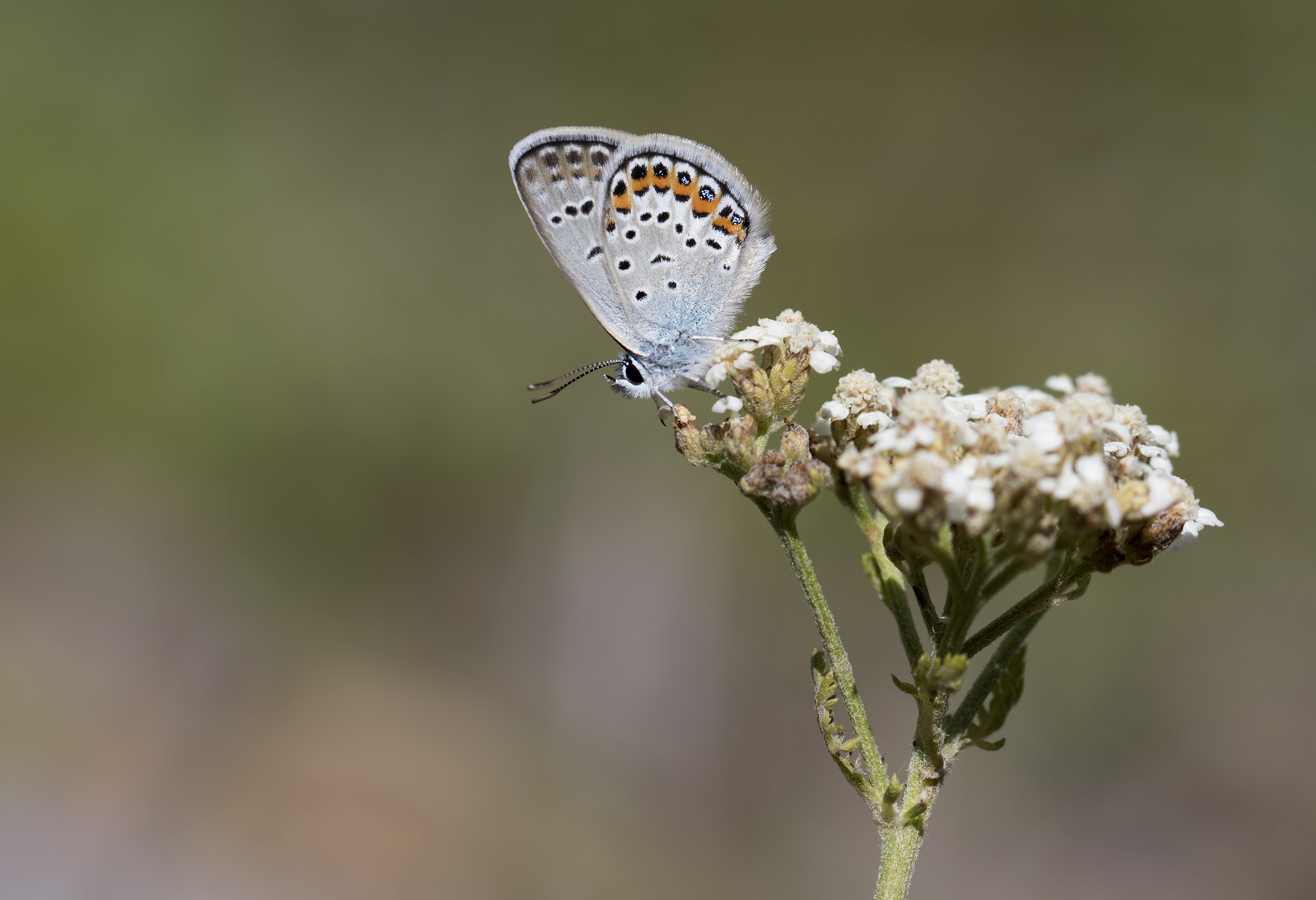 Plebejus argus - Gümüşlekeli Esmergöz 17-4