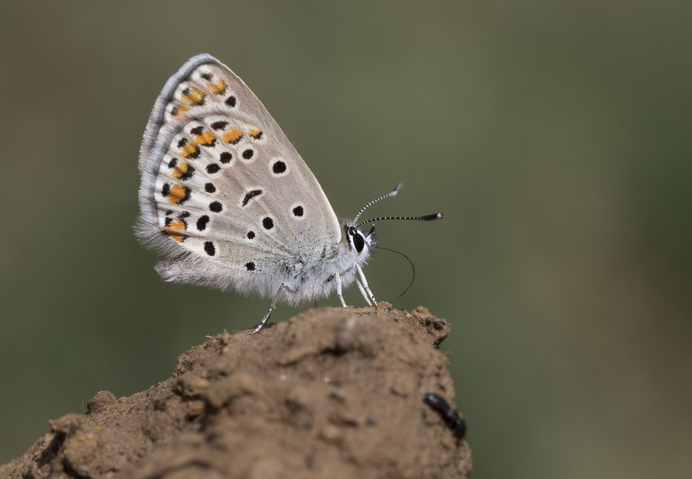 Plebejus carmon - Doğulu esmergöz 06