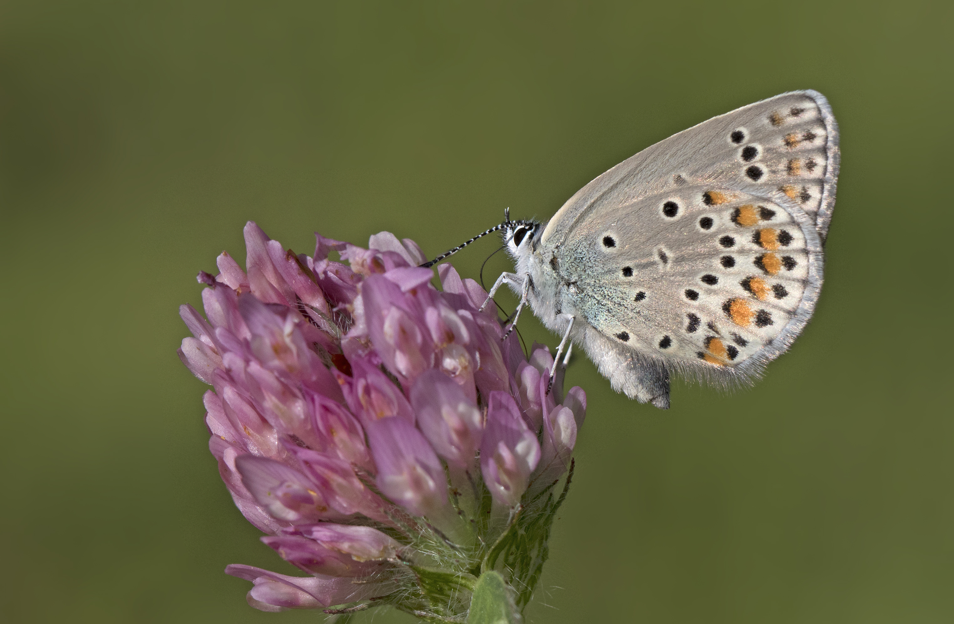Plebejus carmon, Giresun 2017-07-02 02-4