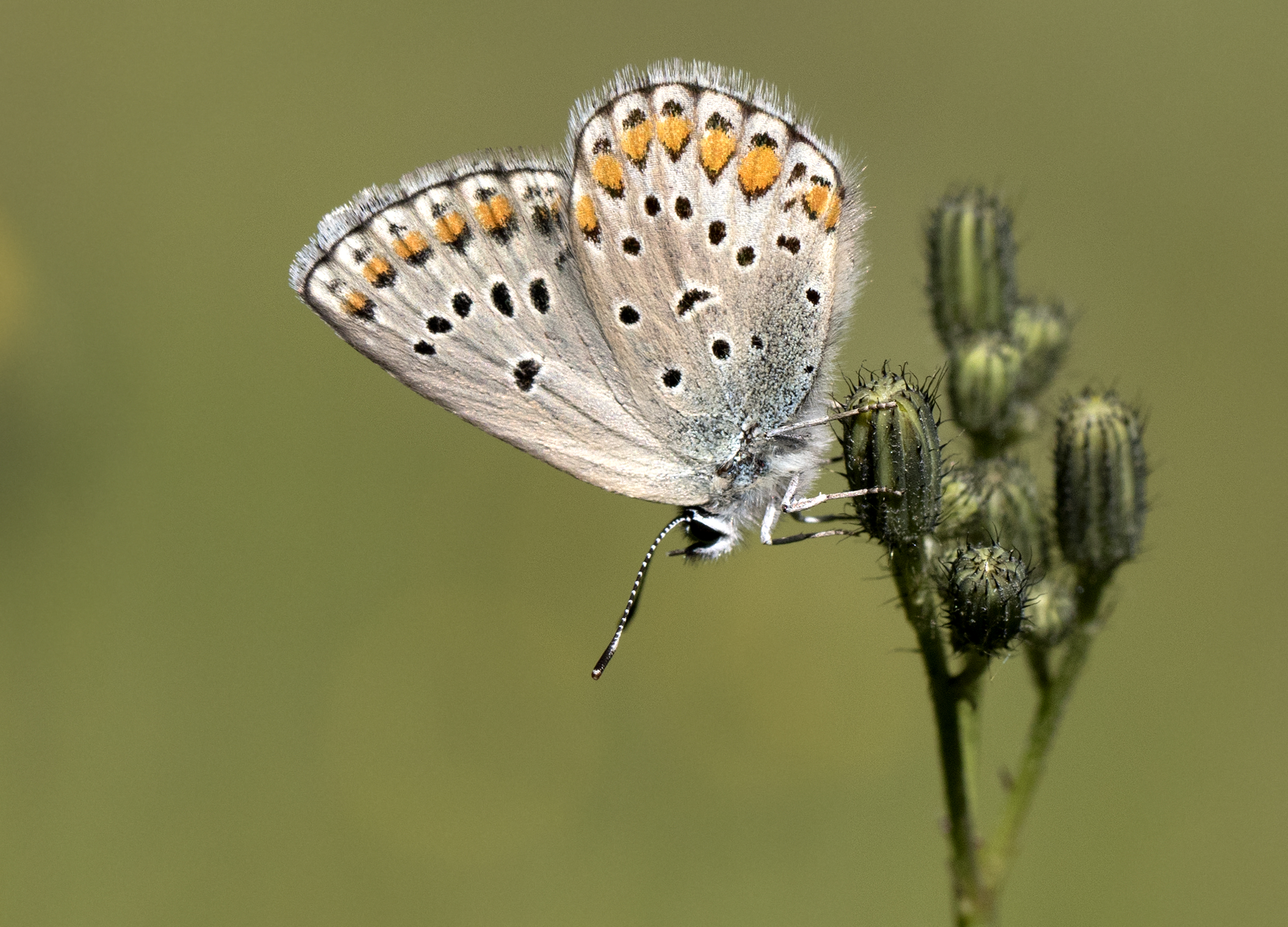 Plebejus carmon, Giresun 2017-07-02 03-2