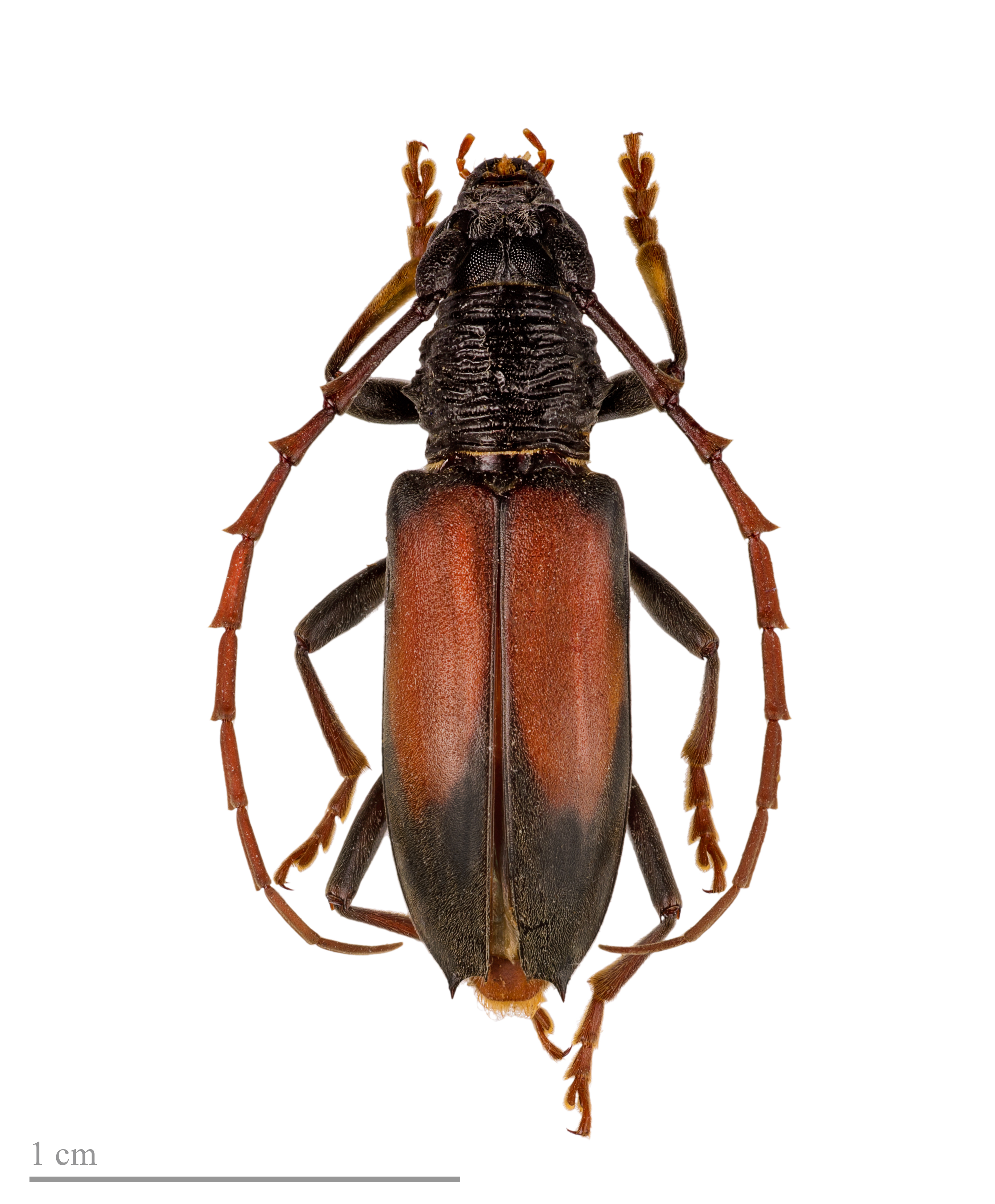 Plocaederus bipartitus MHNT femelle