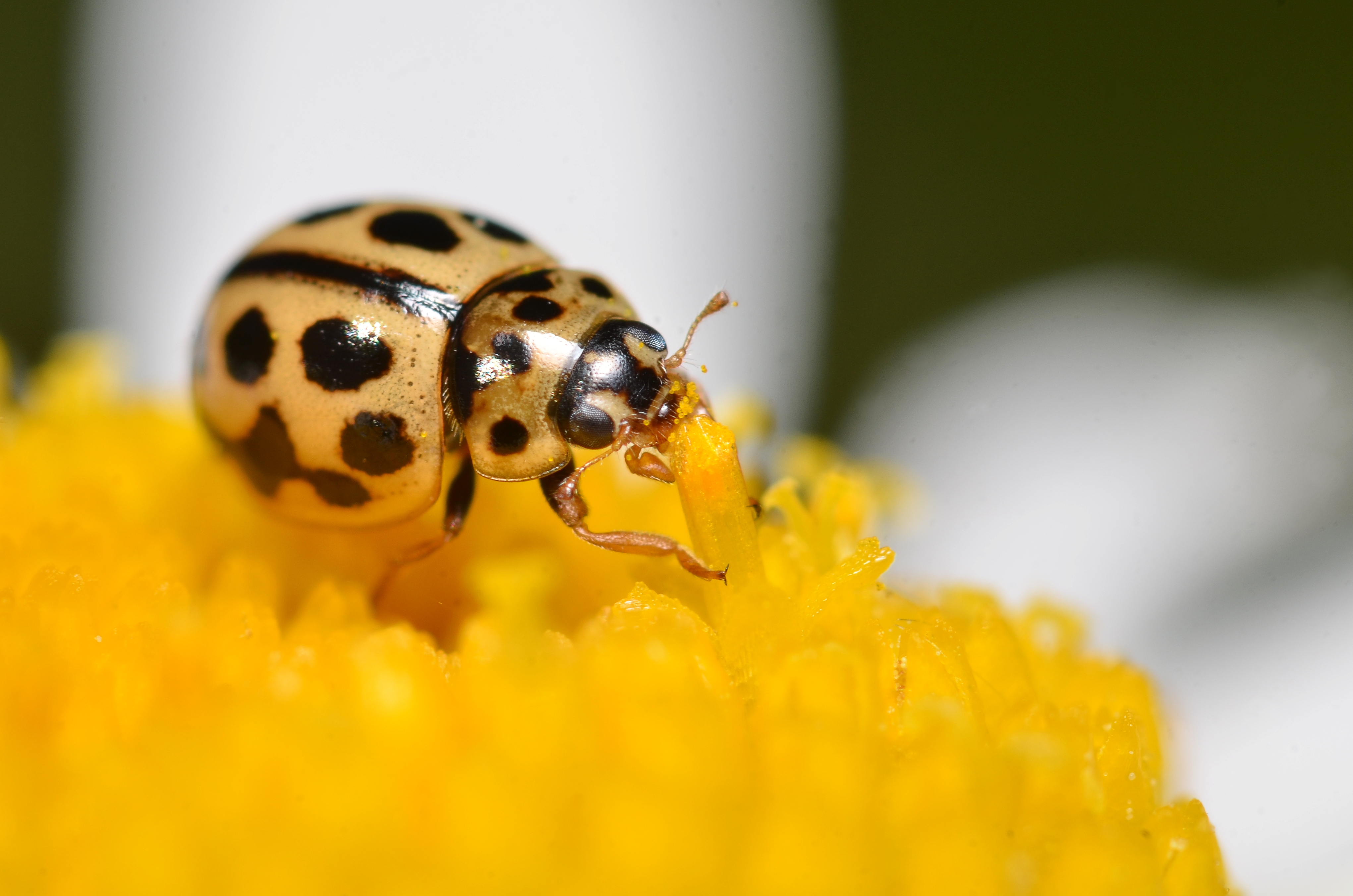 Pollen feeding ladybird (7156647703)