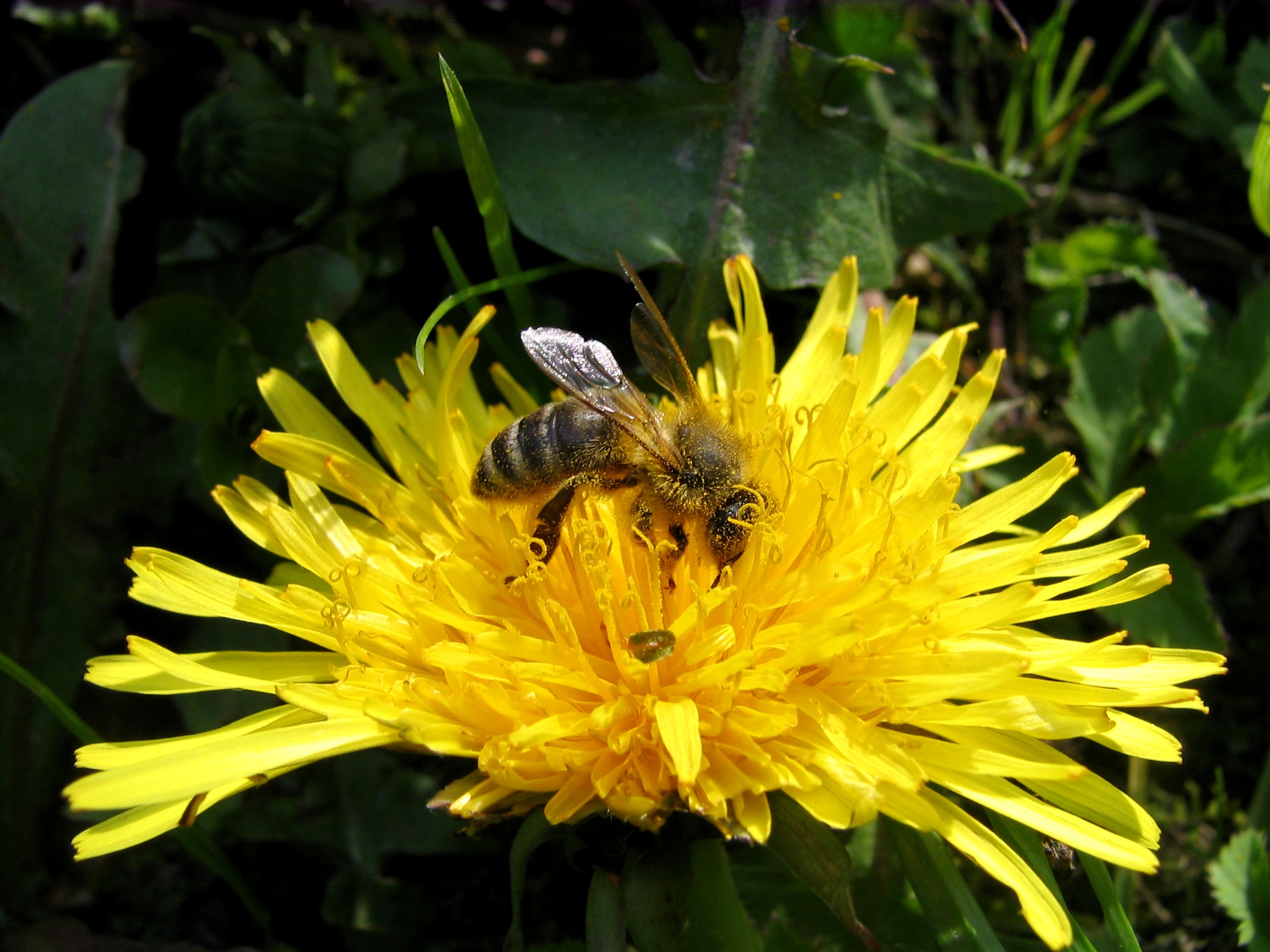 Pollination Bee Dandelion