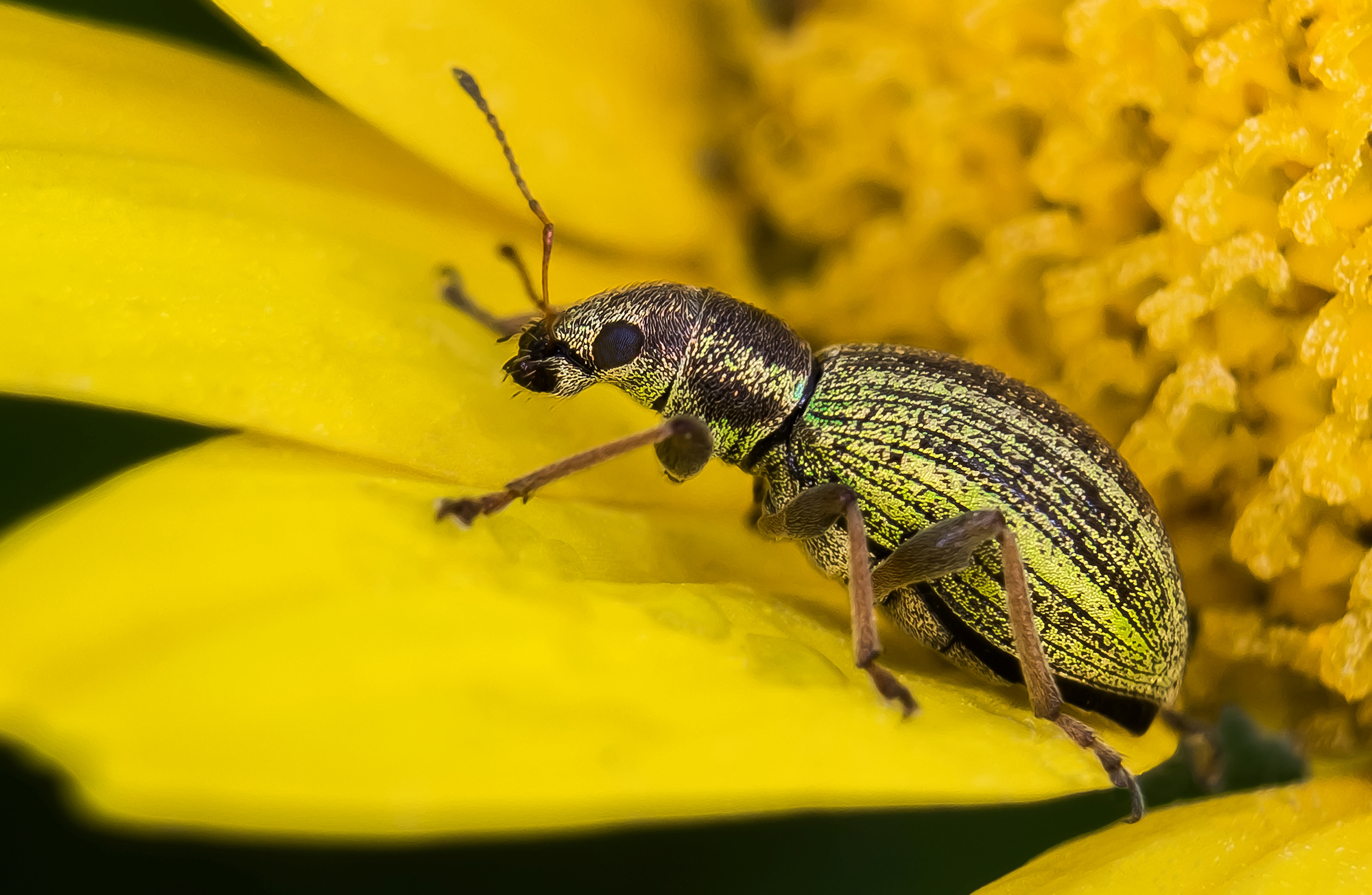 Polydrusus sp (IMG 75150426)