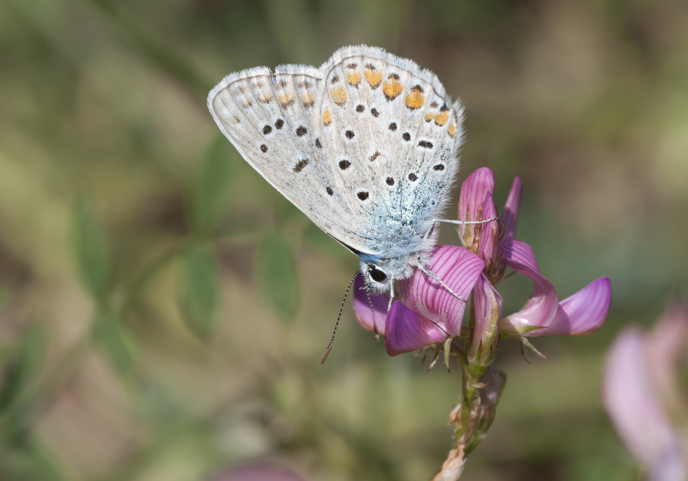Polyommatus icarus - Çokgözlü mavi
