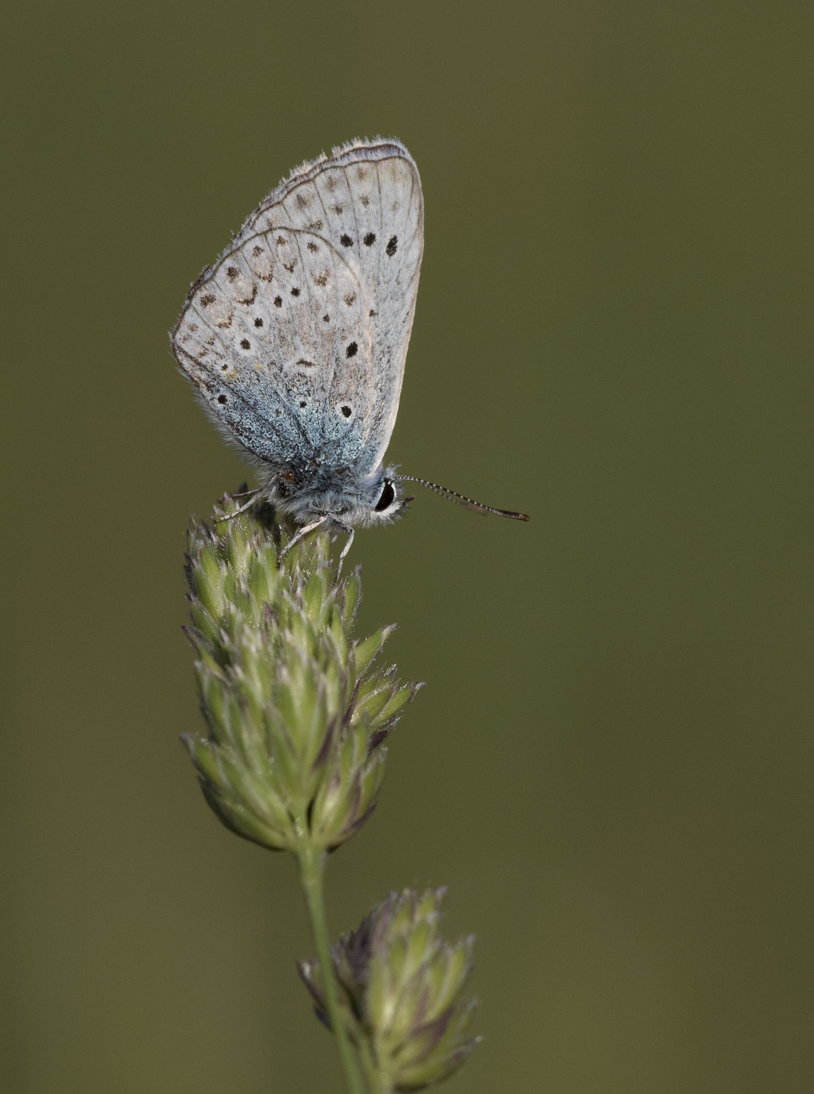 Polyommatus icarus - Çokgözlü mavi 16