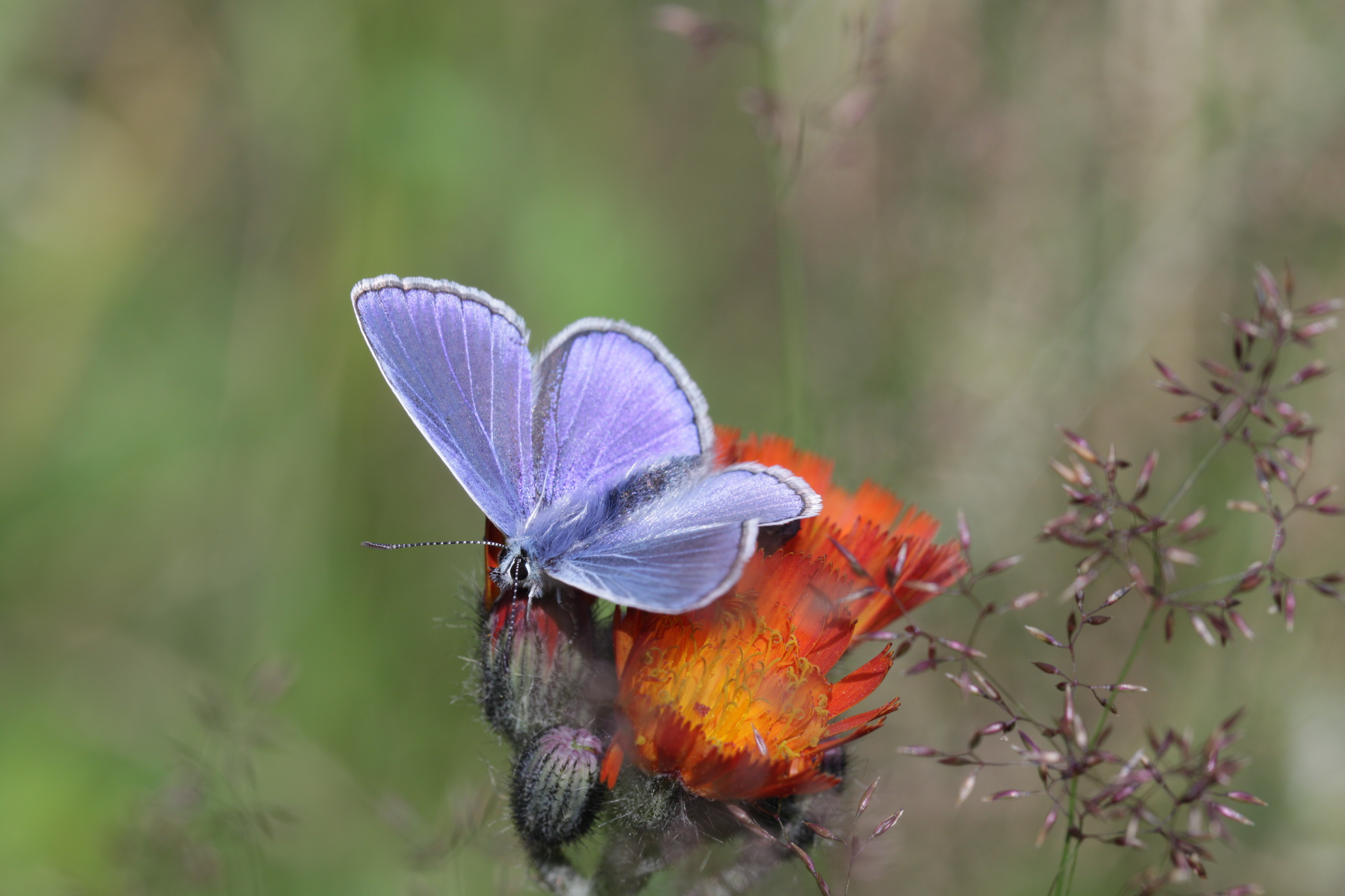 Polyommatus icarus - male (6983594352)