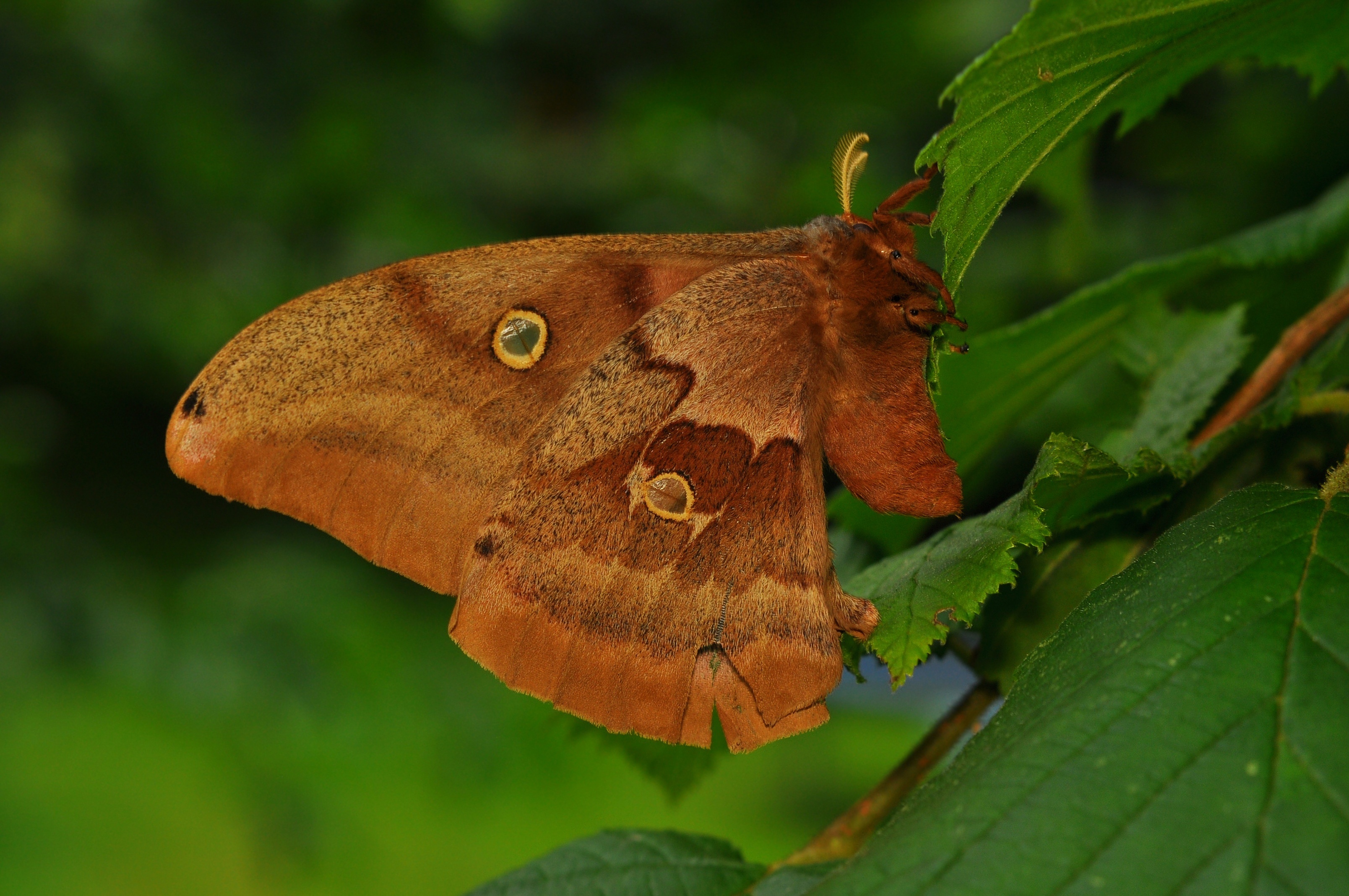 Polyphemus Moth (Antheraea polyphemus) -3