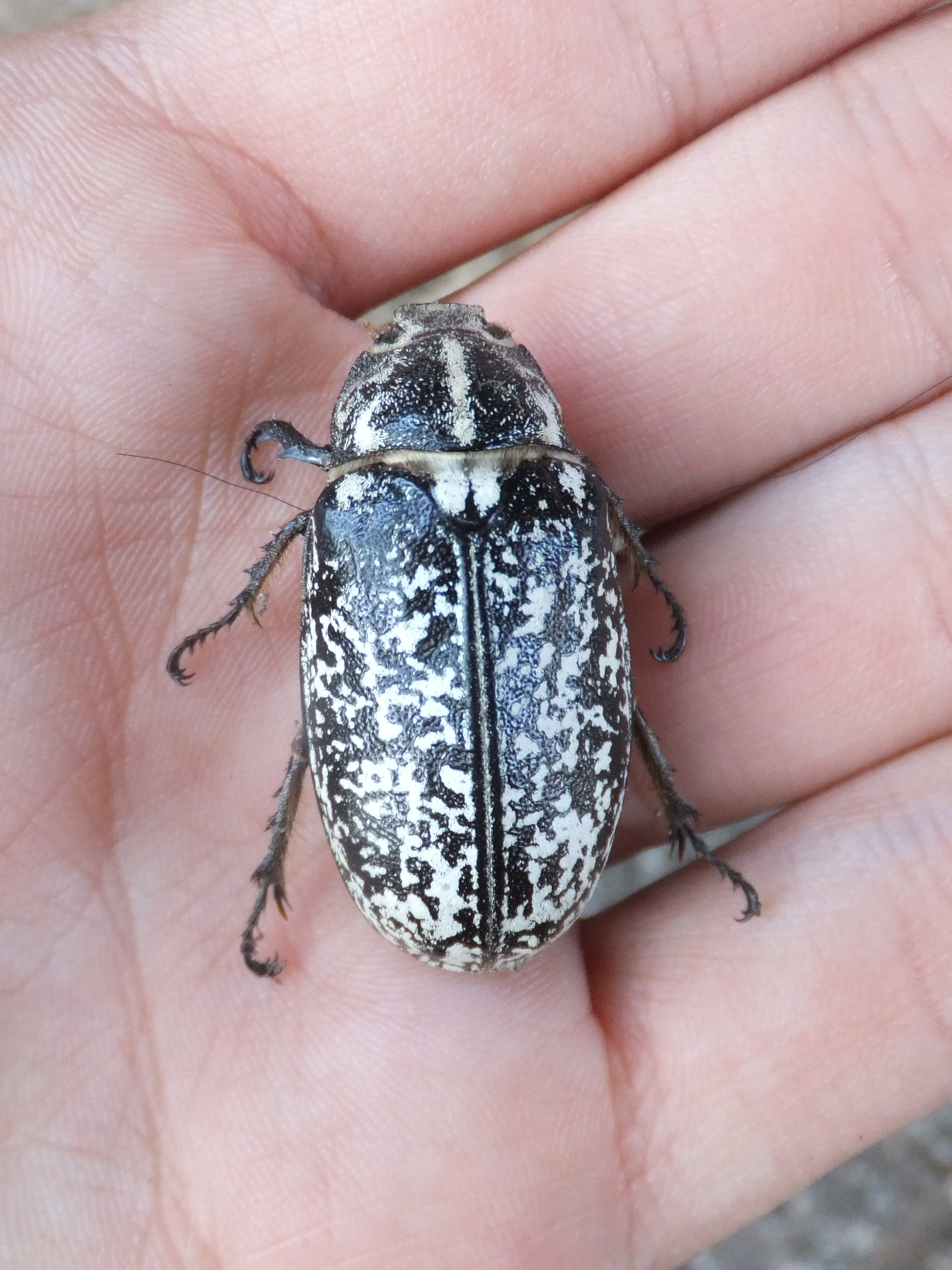 Polyphylla fullo female, Piazzo 03