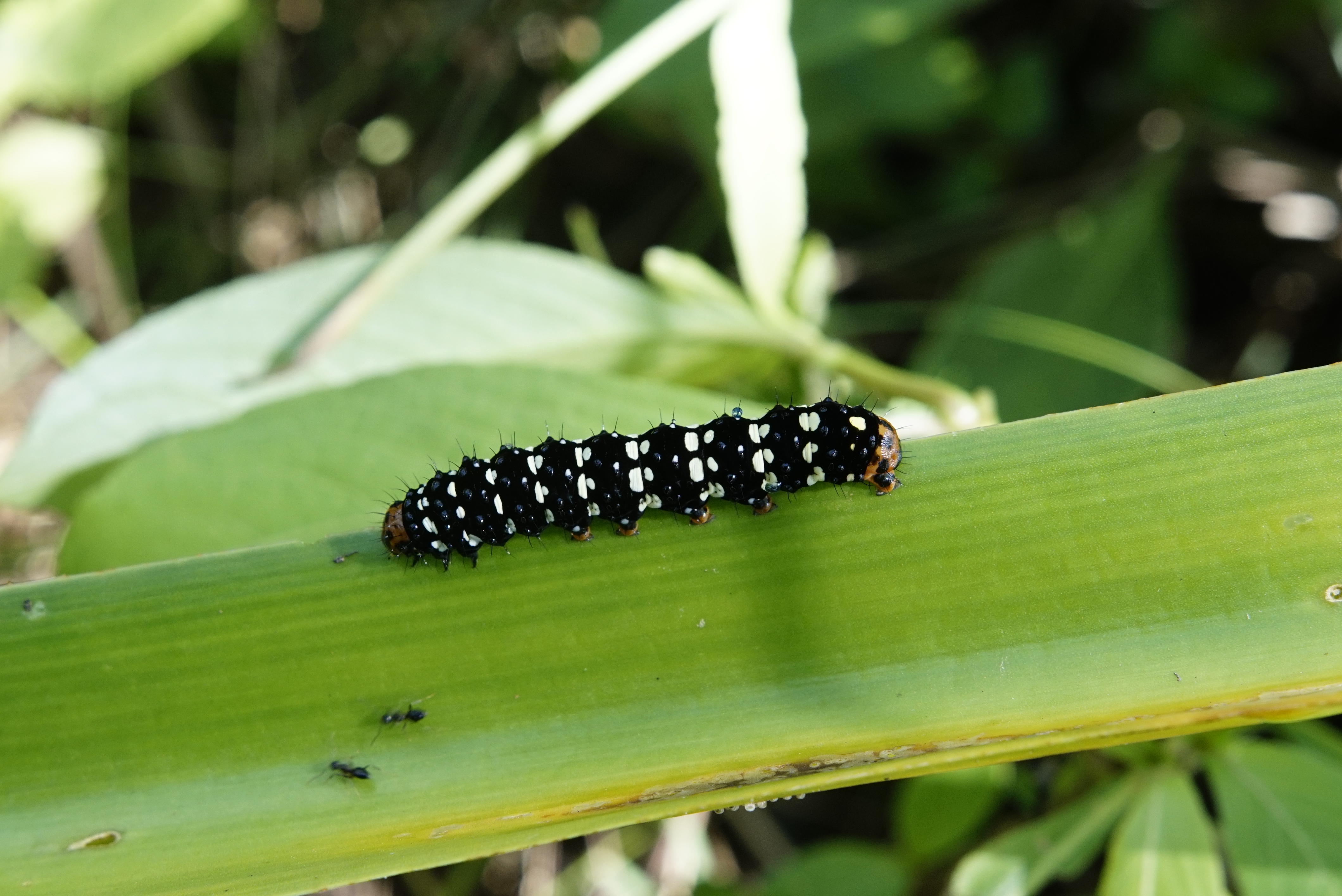 Polytela Caterpillar 1262