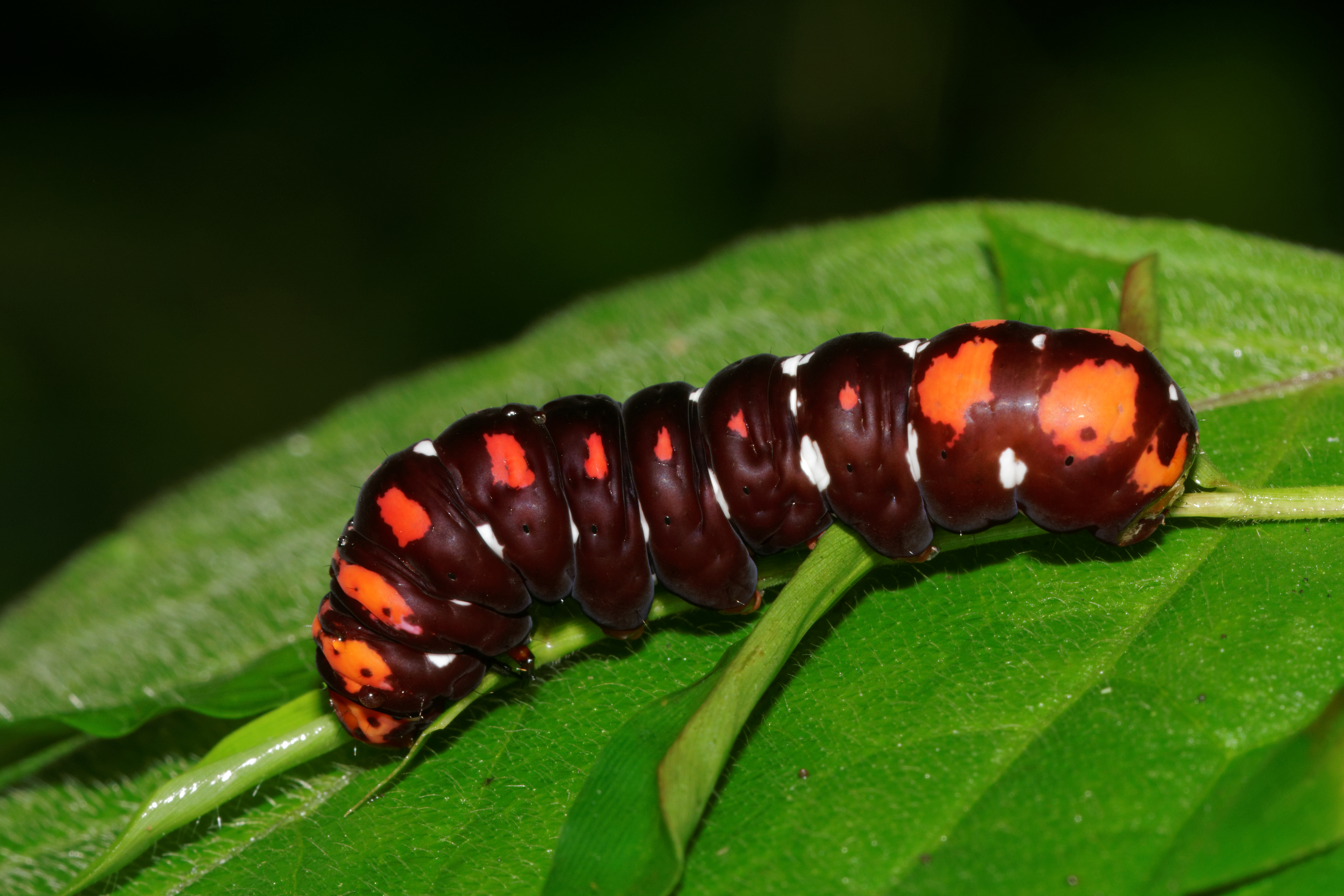 Polytela gloriosae-Kadavoor-2016-08-23-001