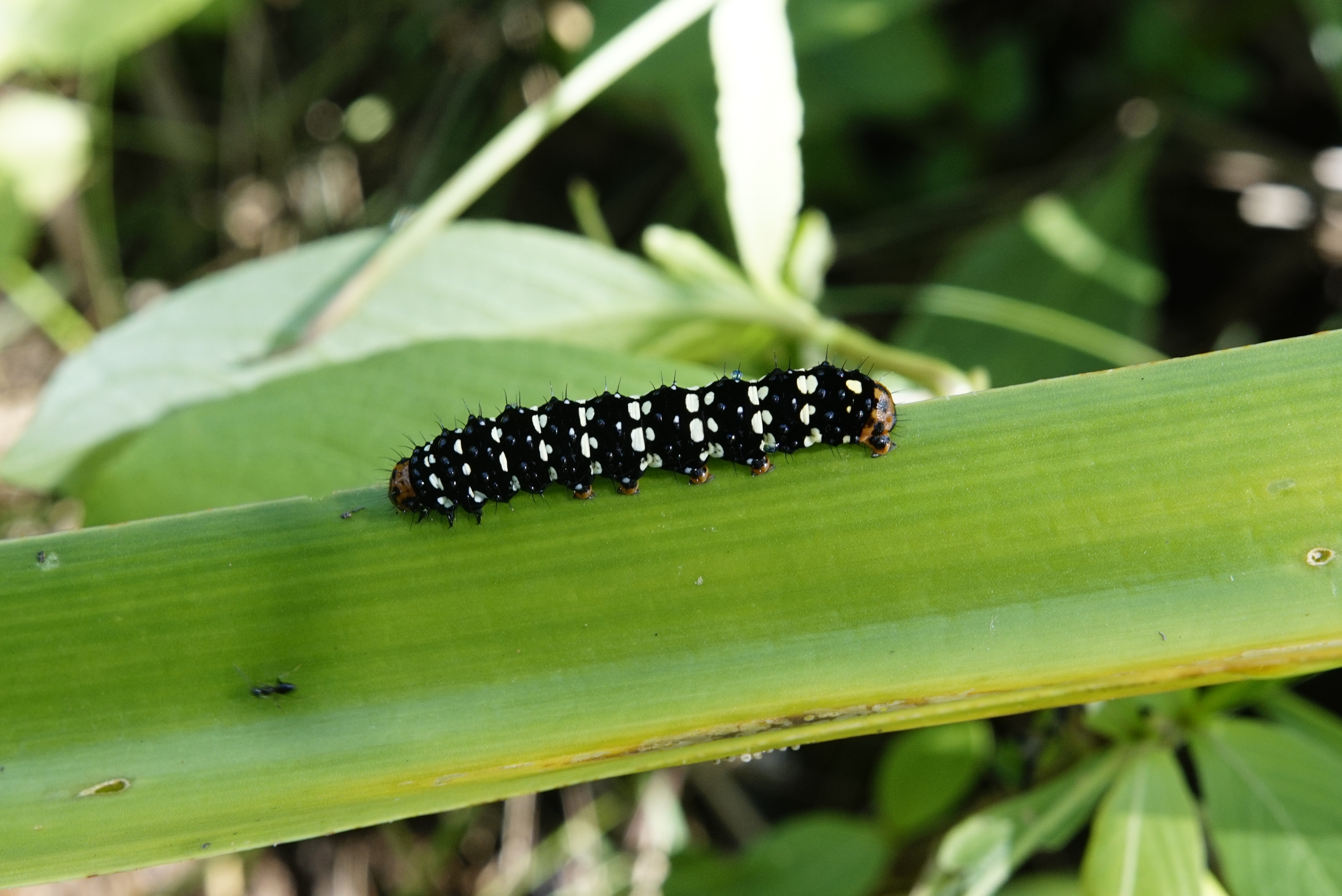 Polytela gloriosae (caterpillar) 1266