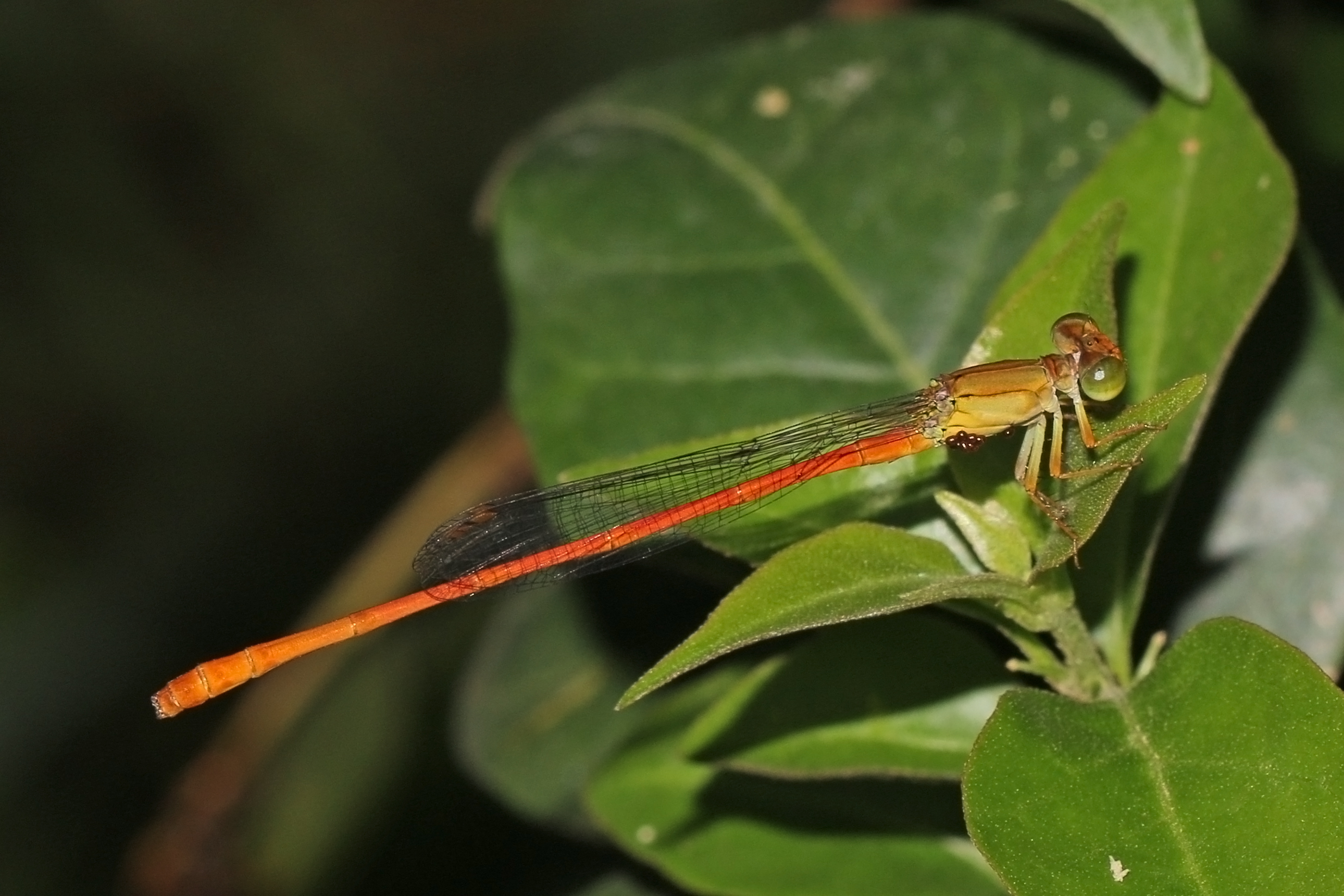 Pond damselfly (Ceriagrion glabrum) male