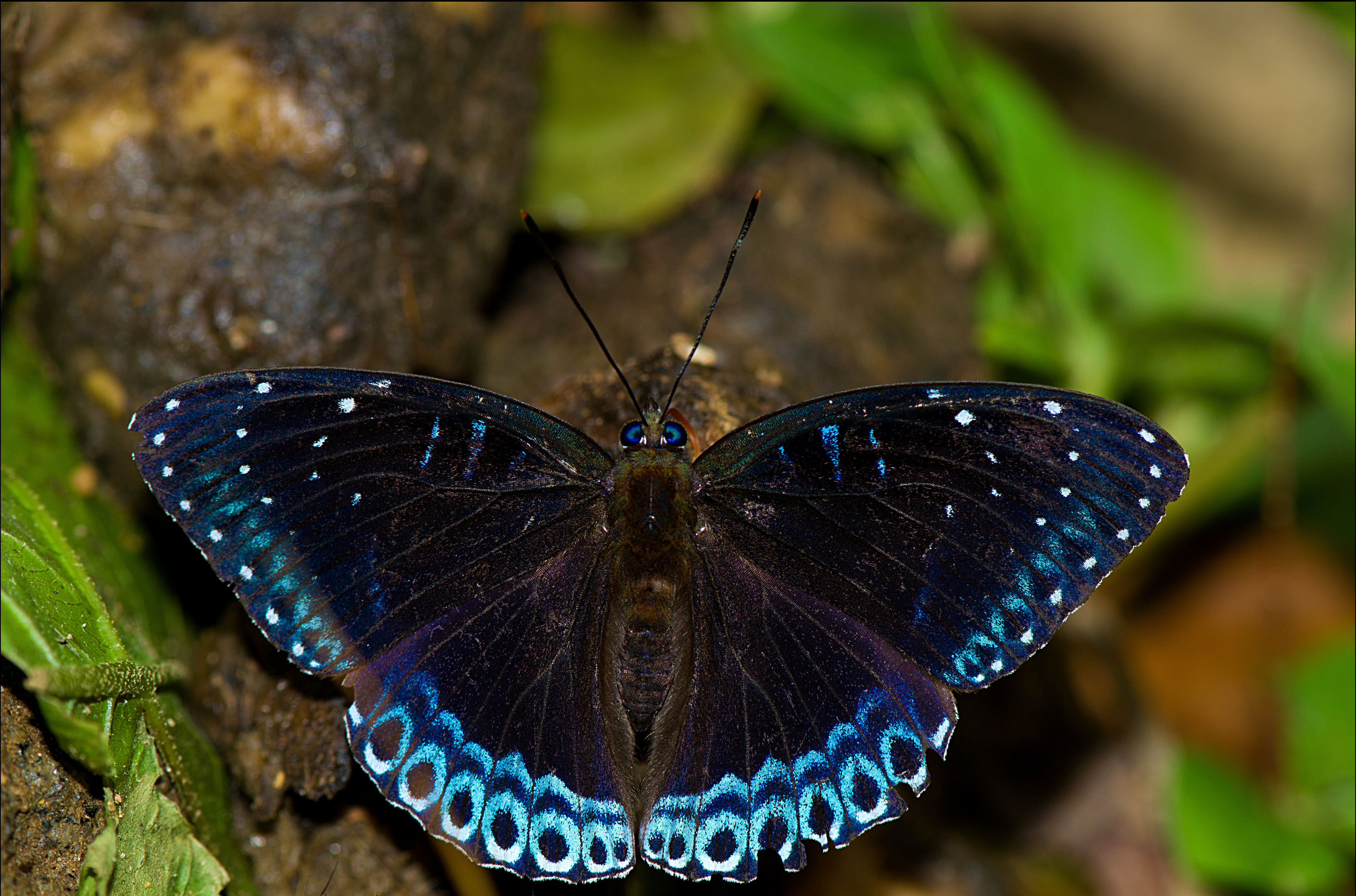 Popinjay-Siju-DSC 6901