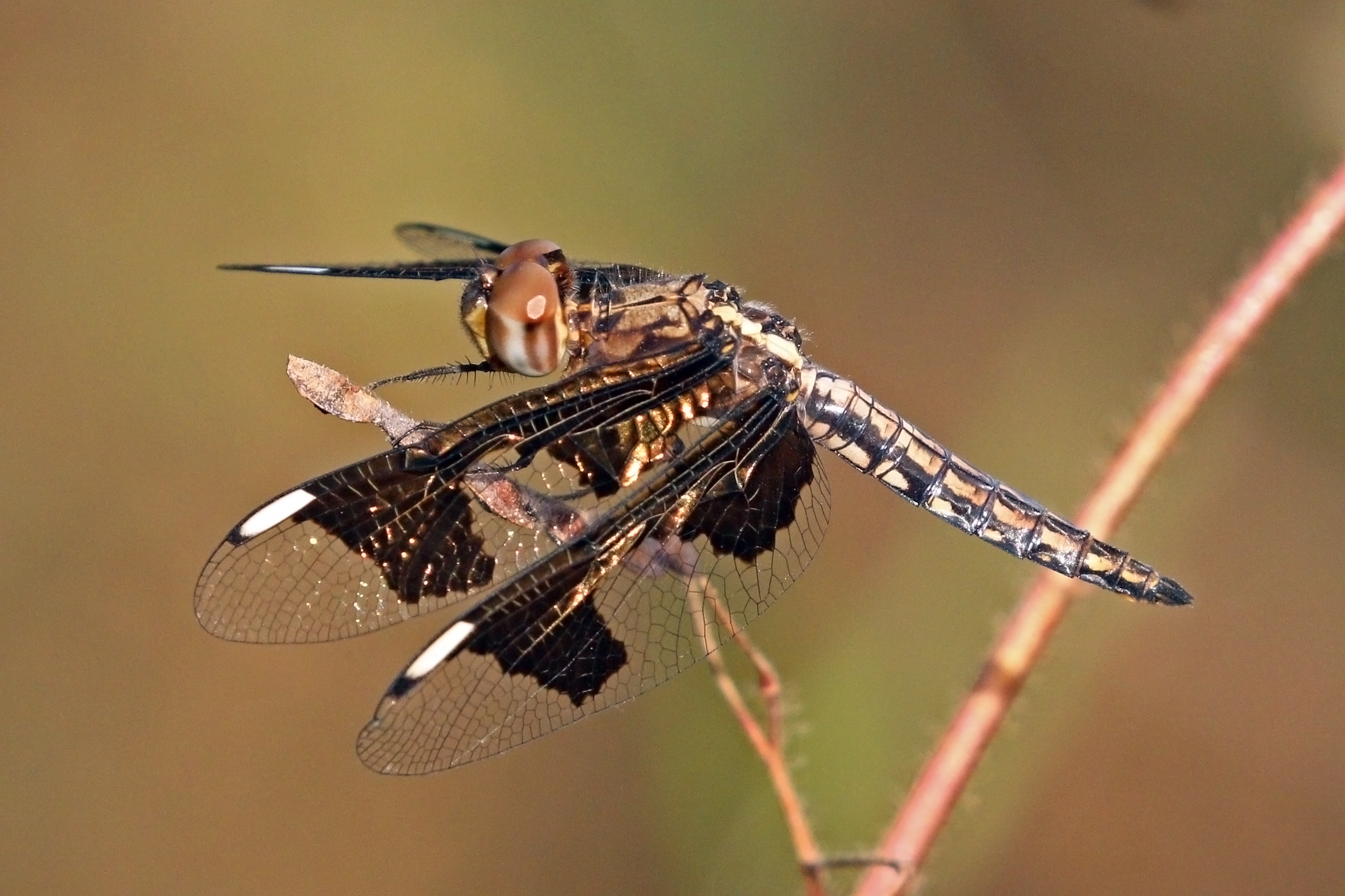 Portia widow (Palpopleura portia) female