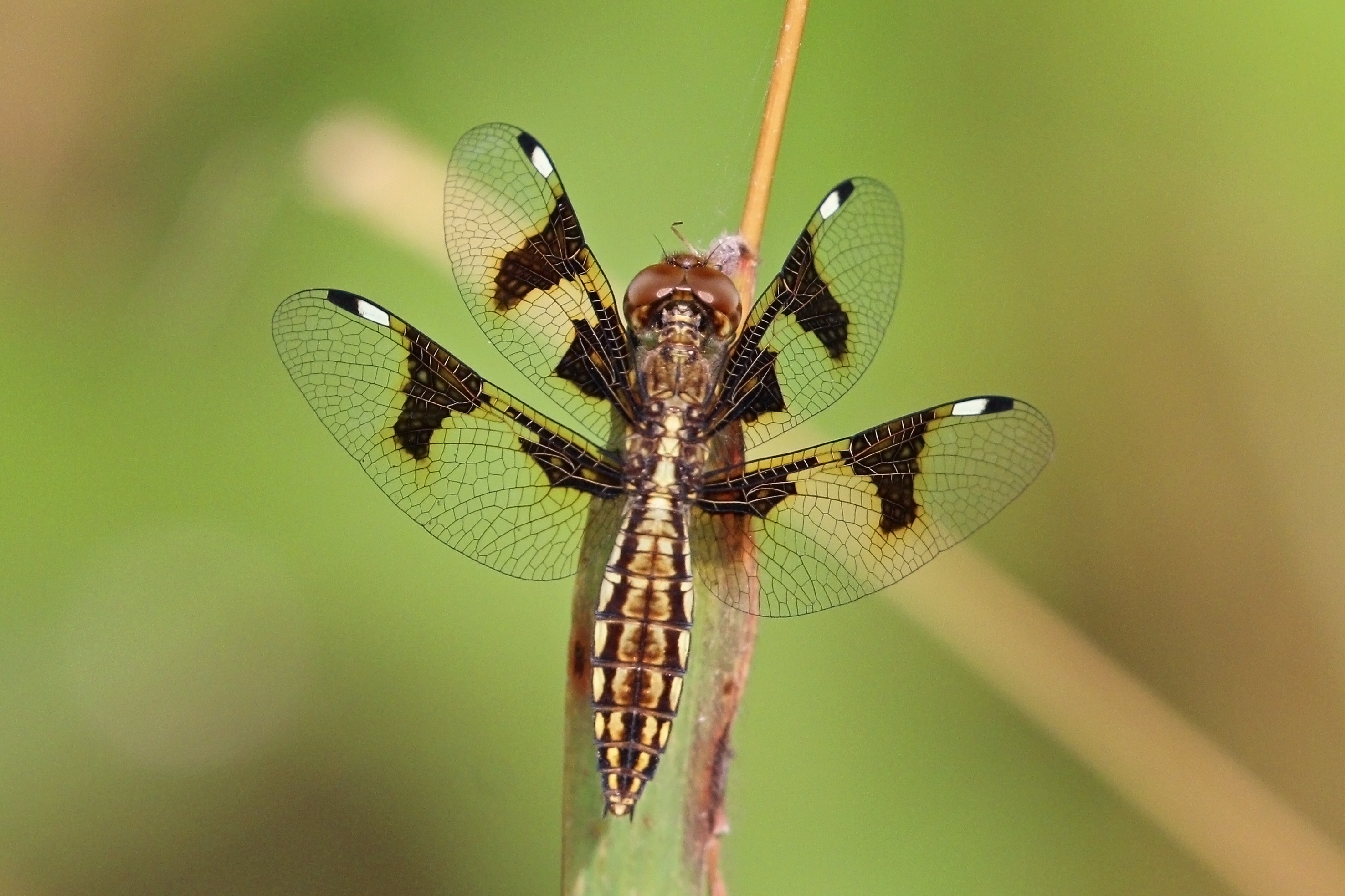 Portia widow (Palpopleura portia) female 2