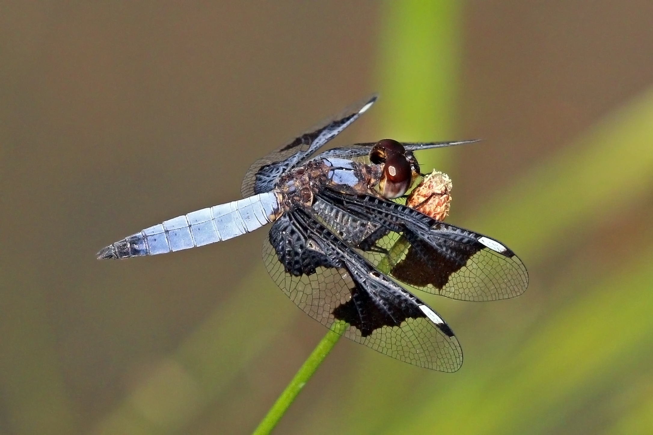 Portia widow (Palpopleura portia) male