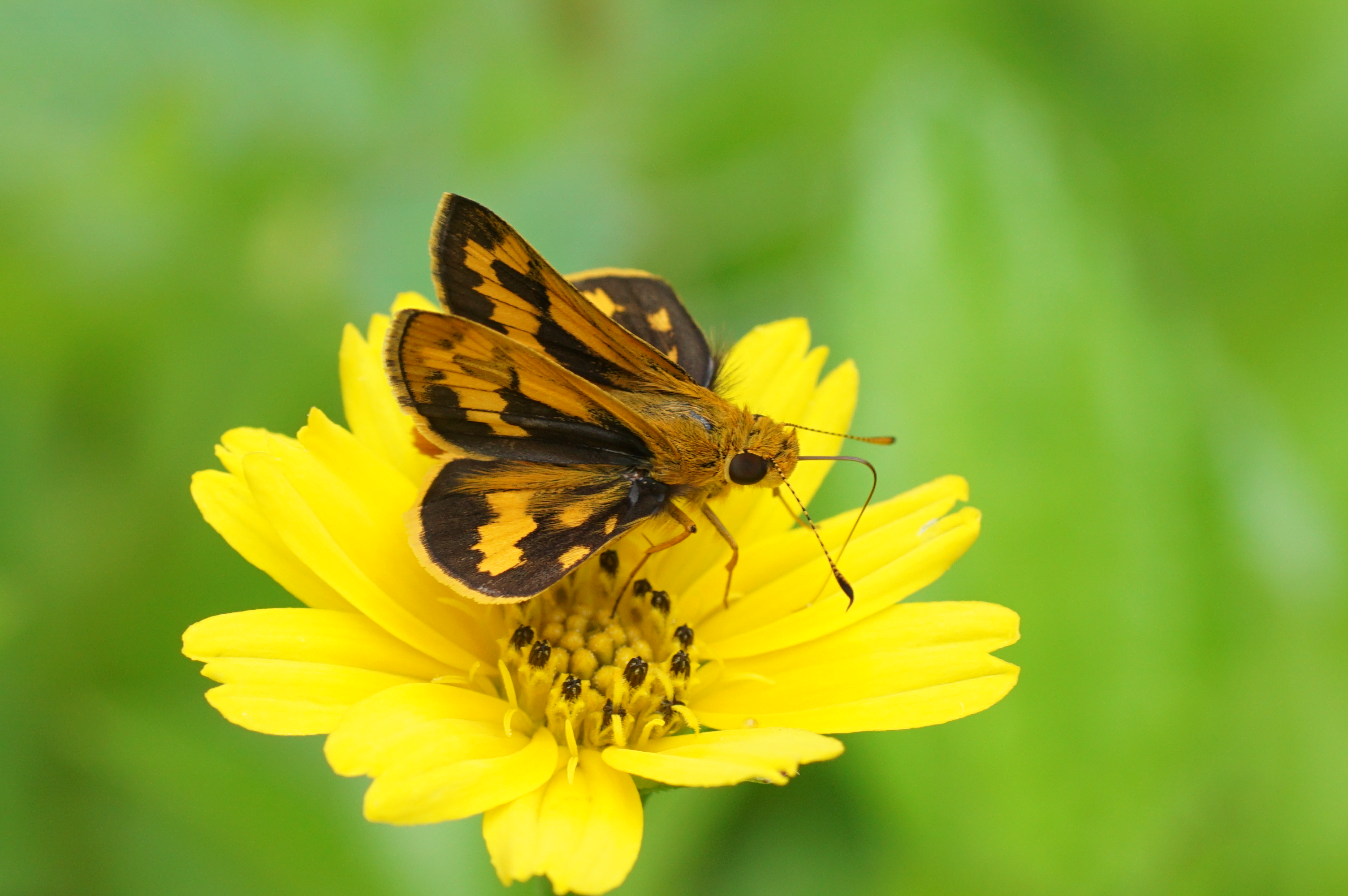 Potanthus pava 09552