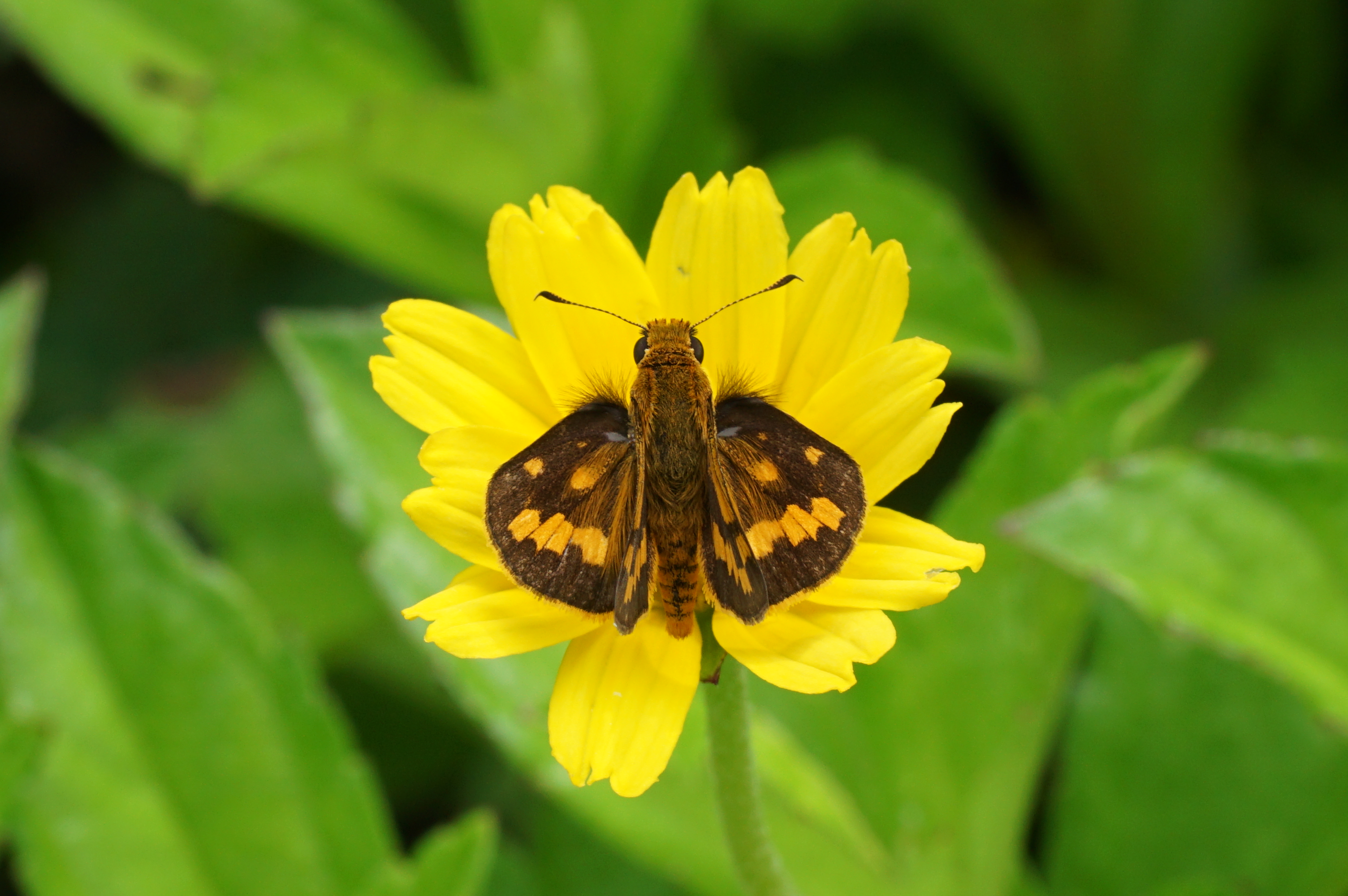 Potanthus pava 09782