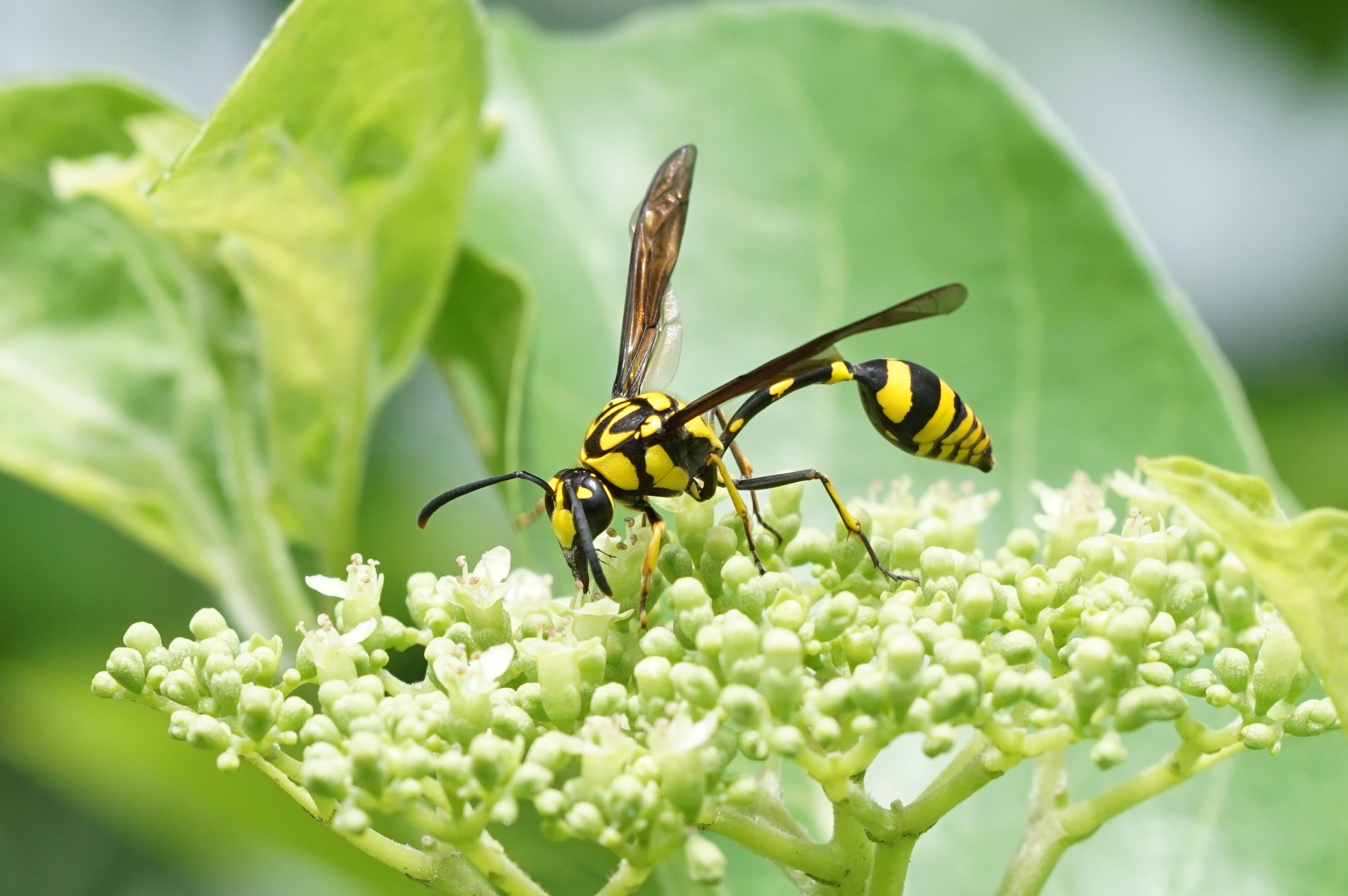 Potter Wasp 07530