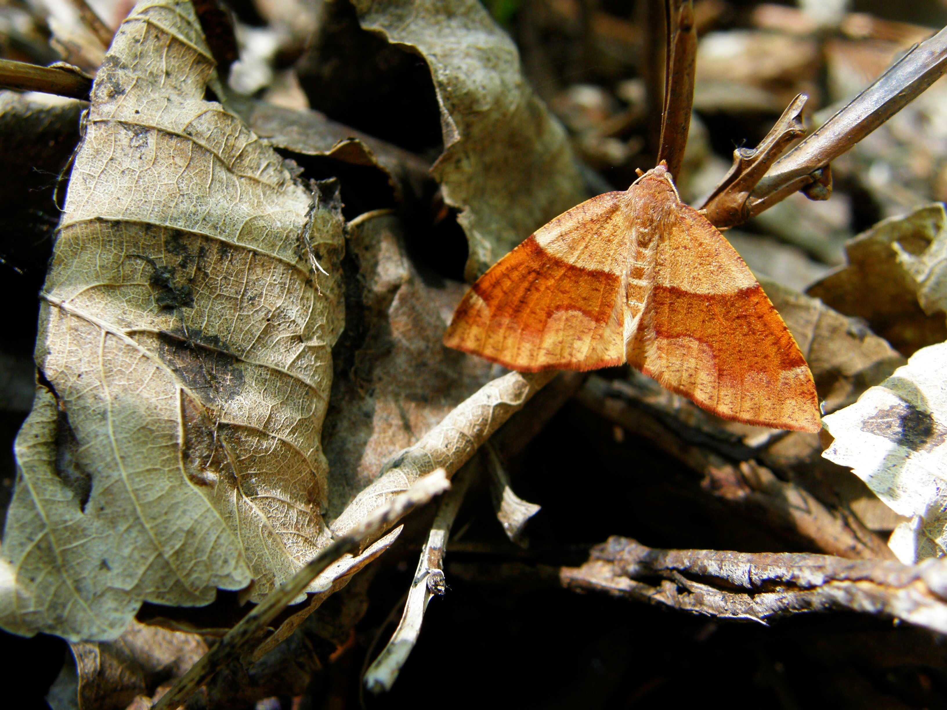 PR Vresova stran 053 Geometridae