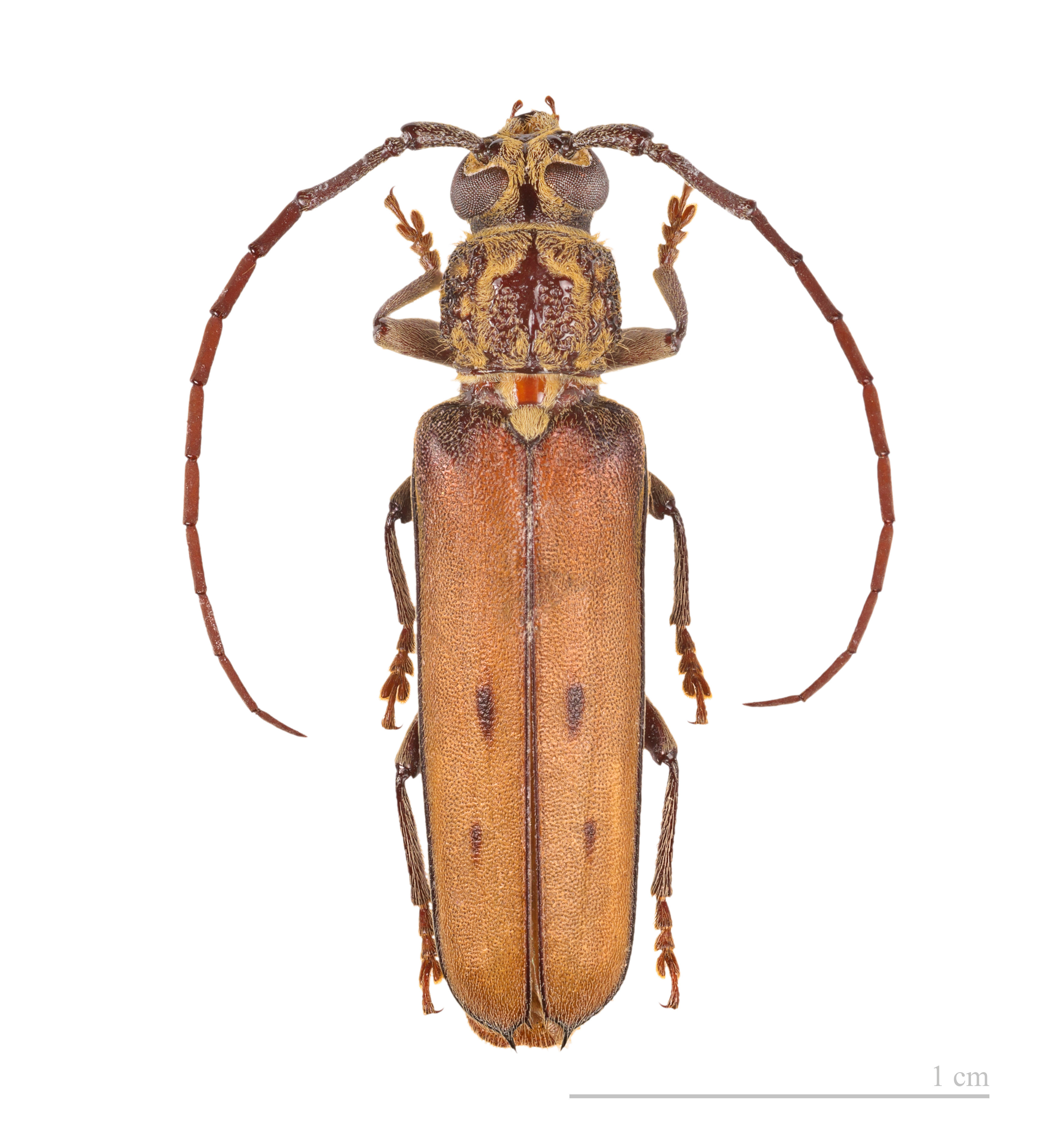 Praxithea travassosi MHNT male 4