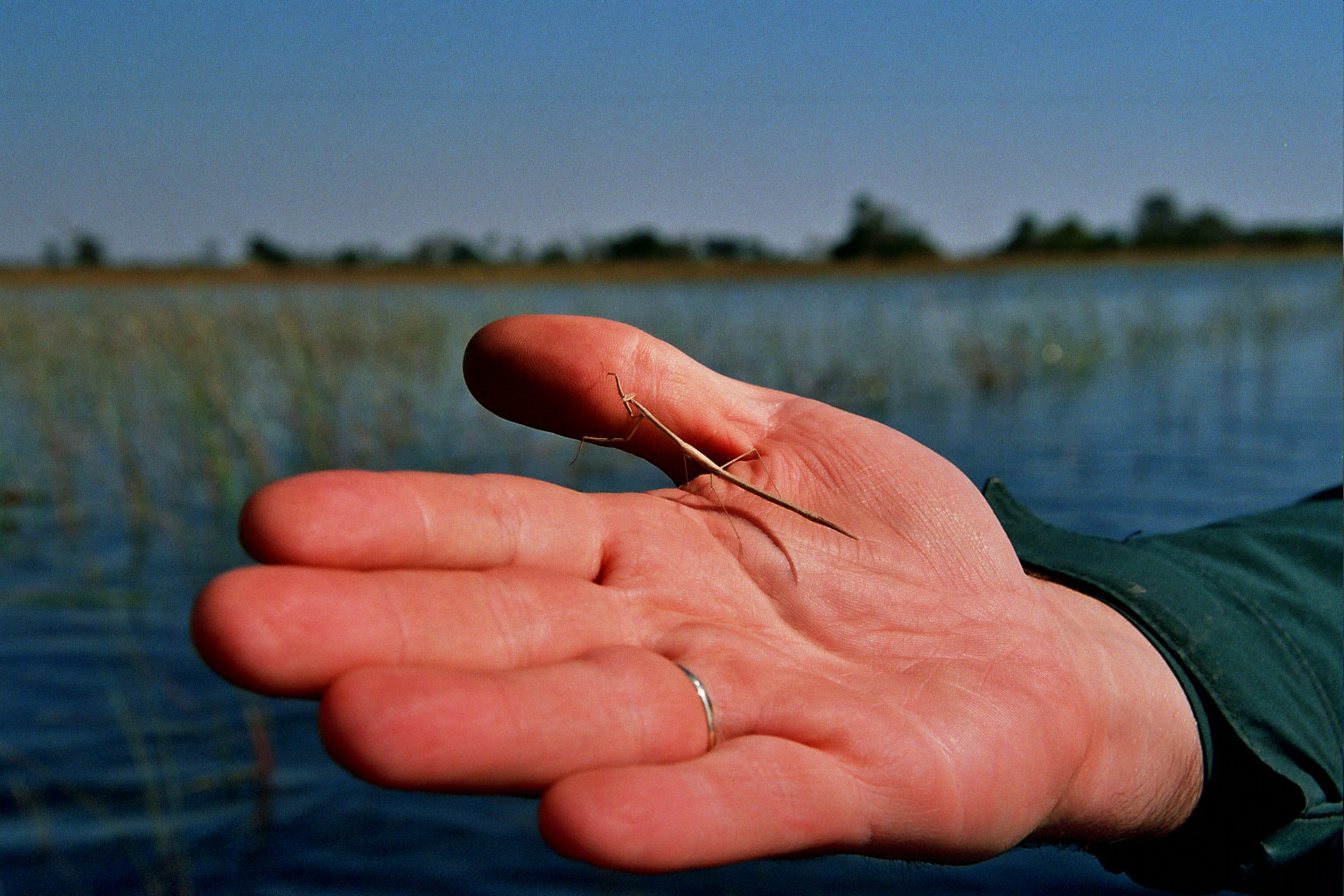 Praying mantis-Botswana