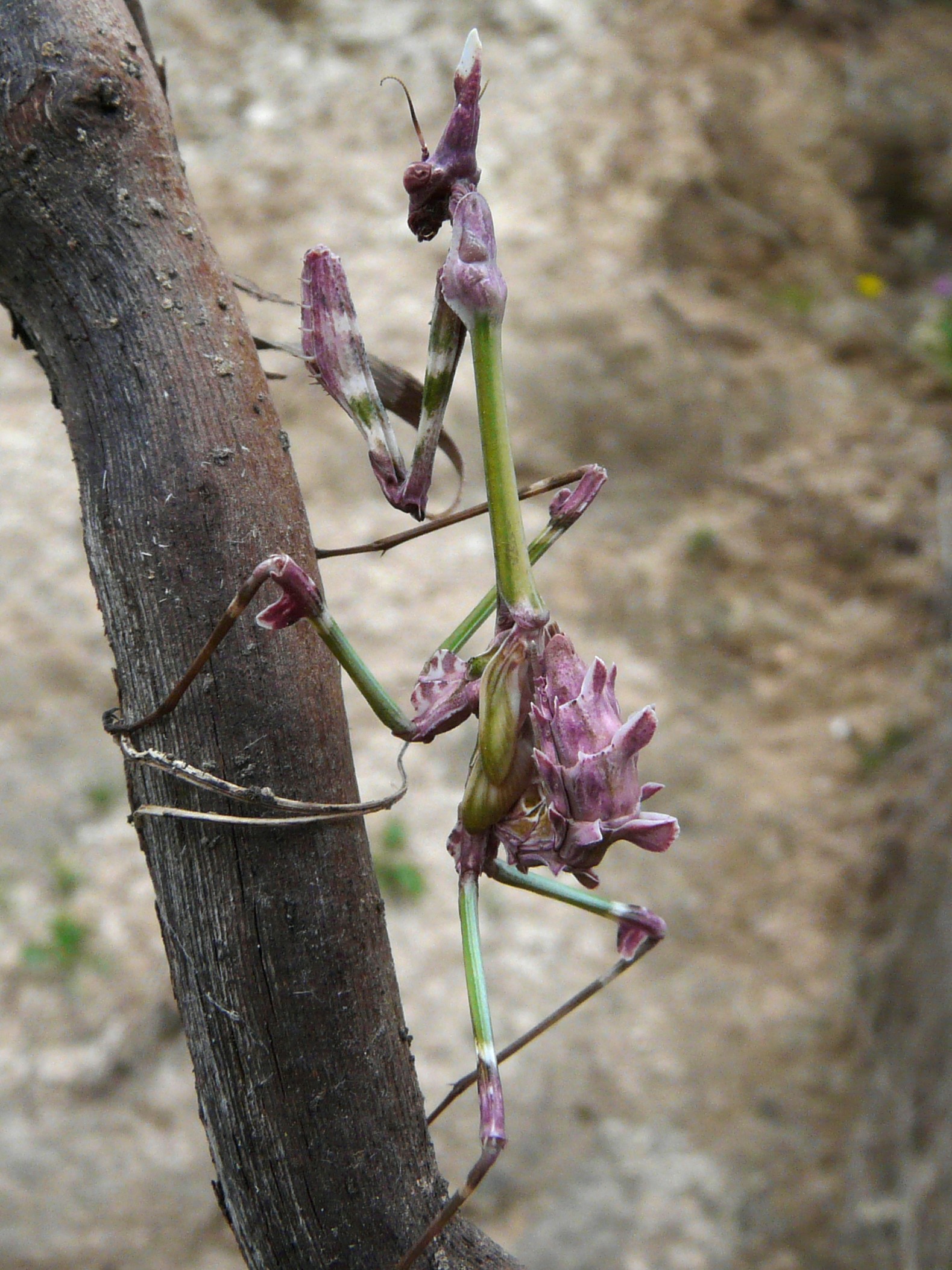 Praying Mantis (7354371550)