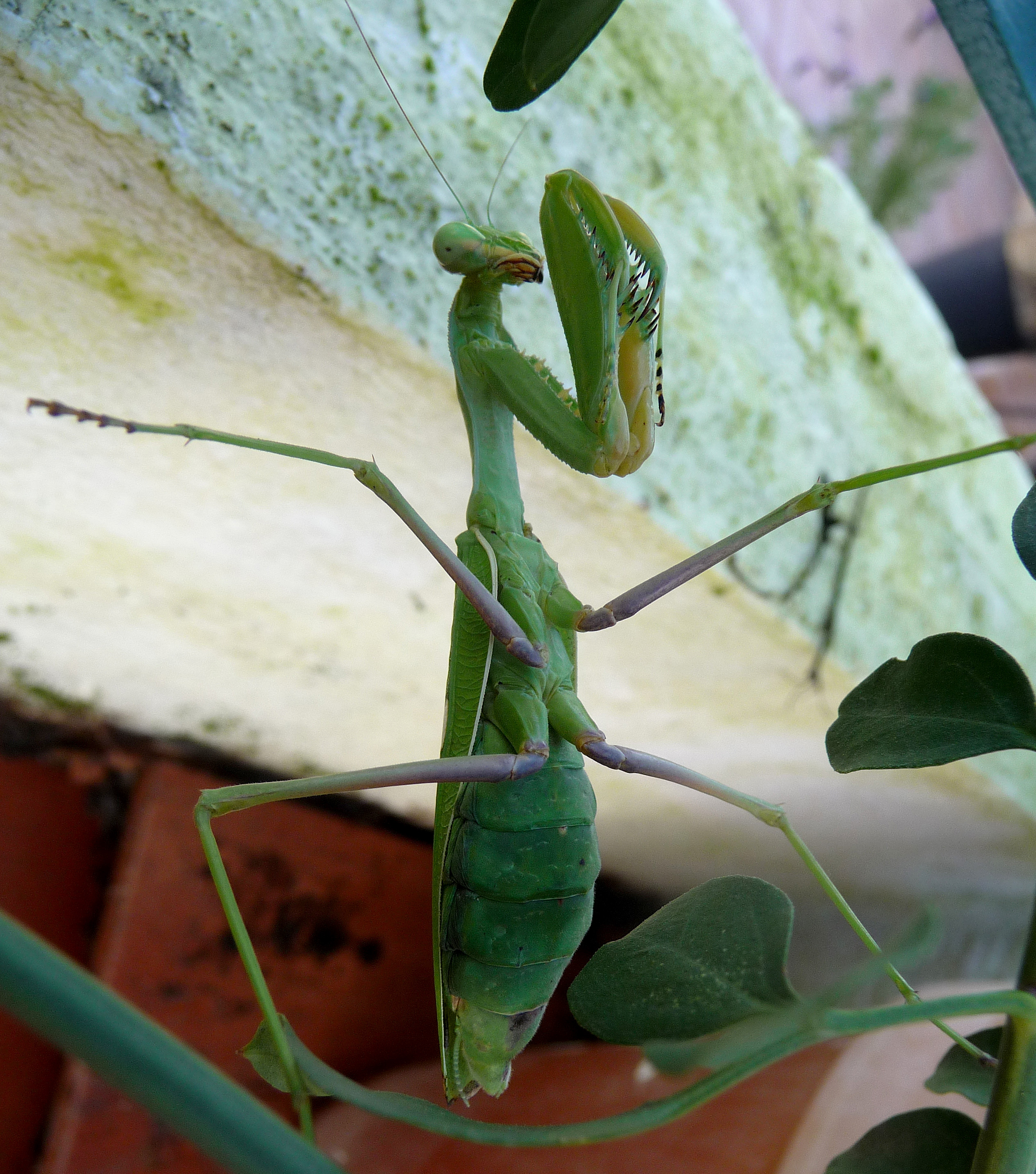 Praying Mantis - Flickr - gailhampshire