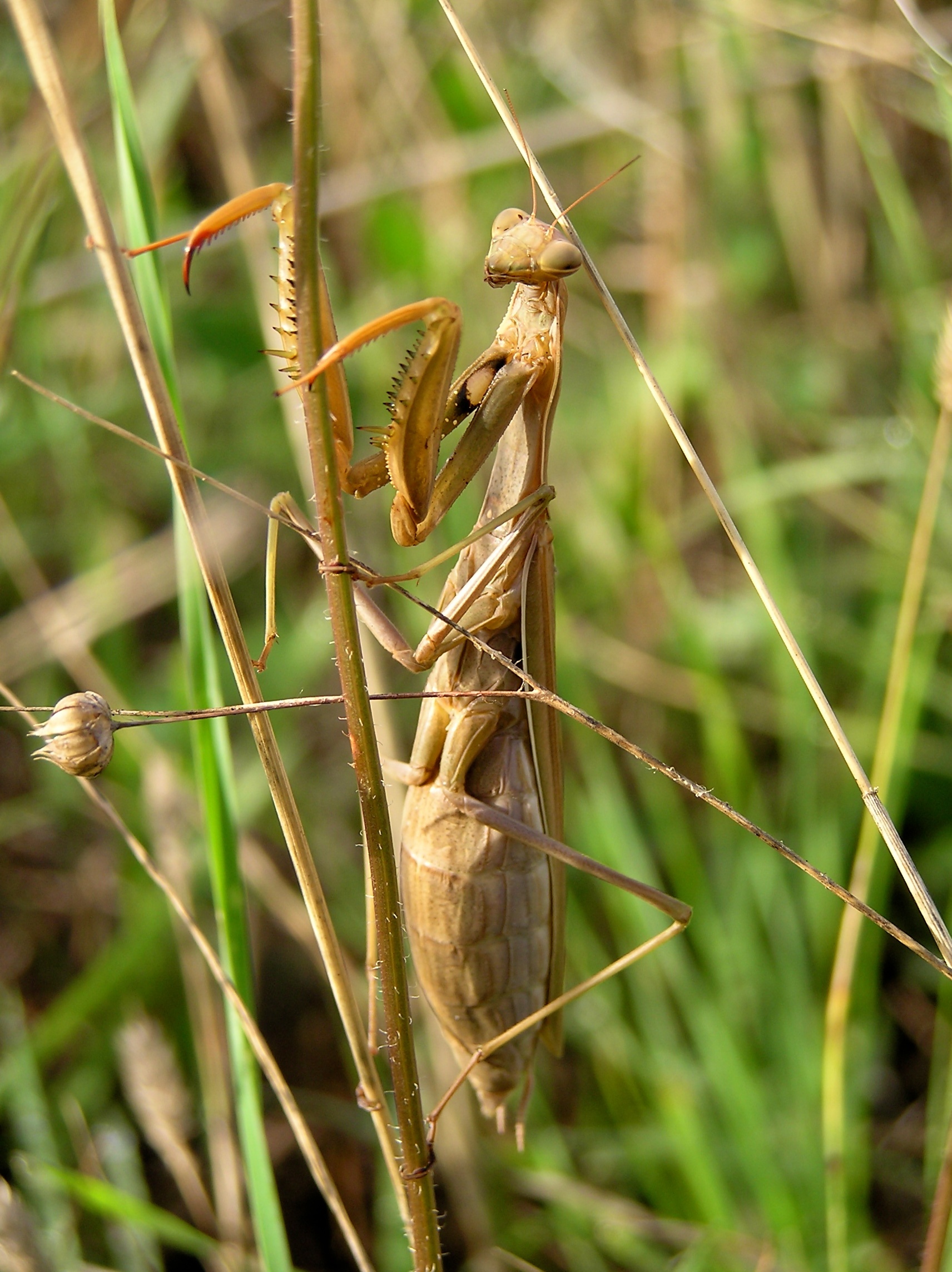 Praying Mantis (Mantis religiosa) female (8341702159)