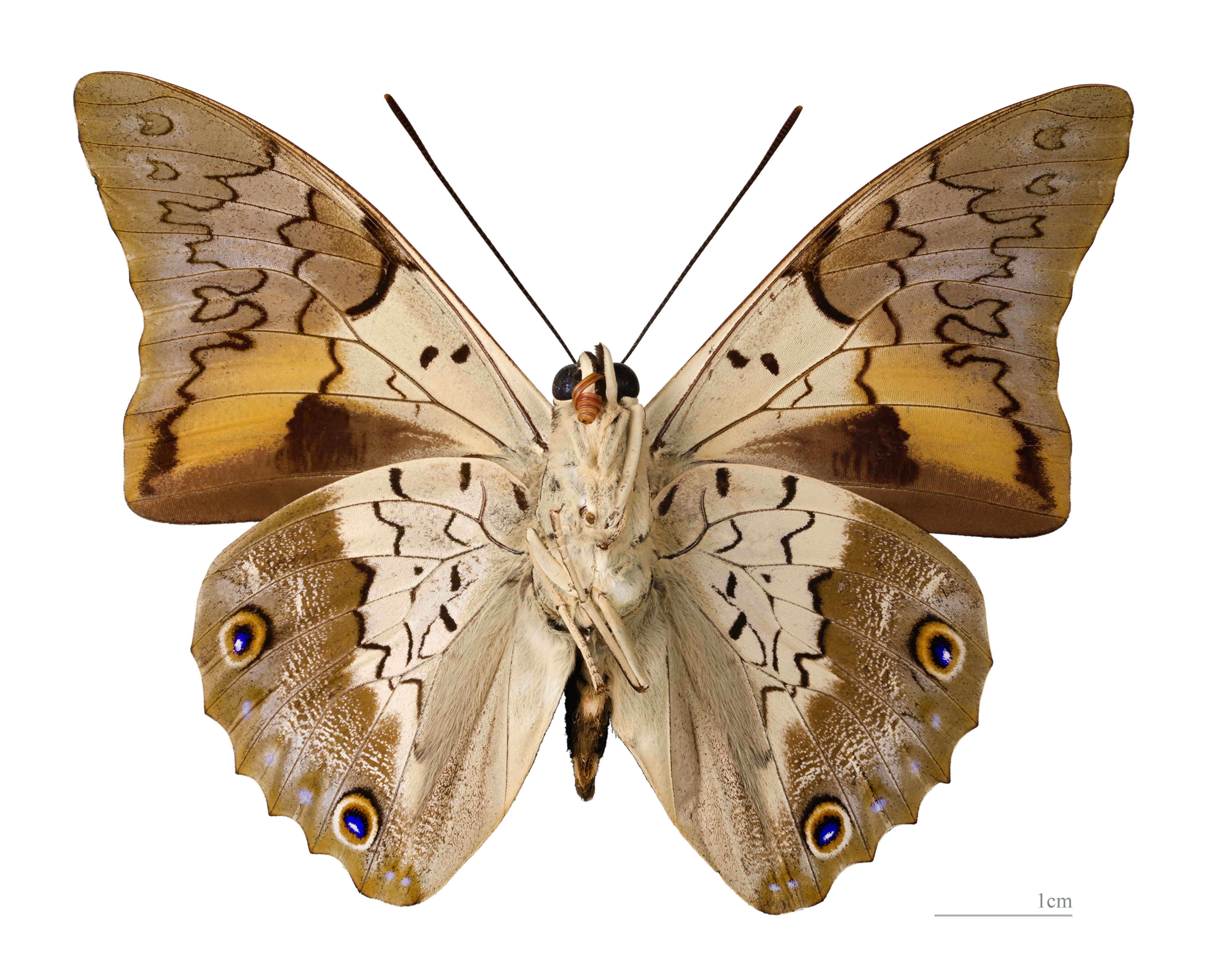 Prepona laertes laertes MHNT ventre