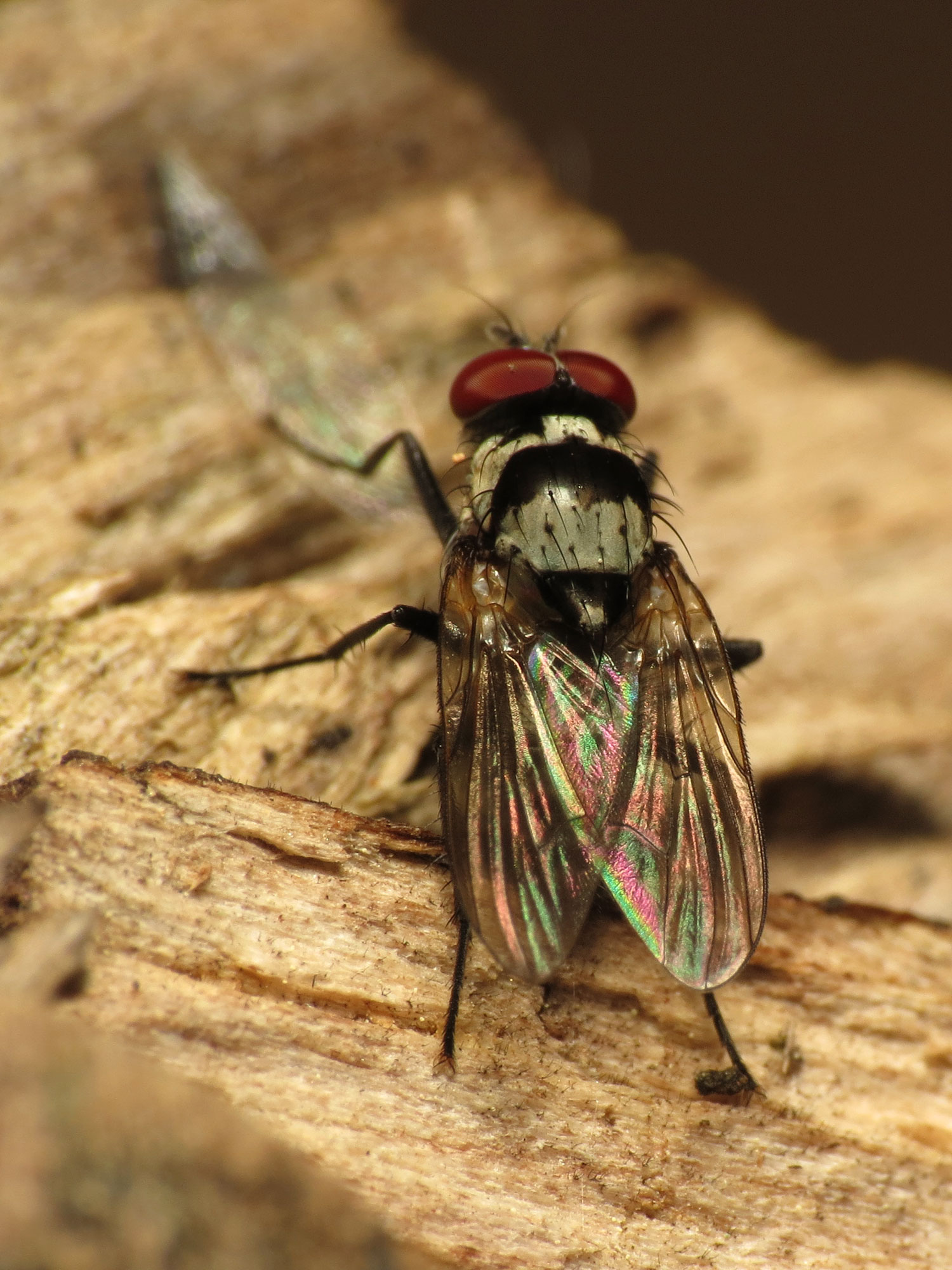 Pretty Anthomyia (7287351168)