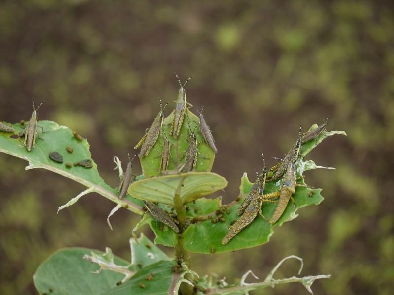 ... painted grasshopper (9231490216)