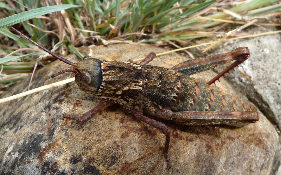 .Acinipe hesperica. Pamphagidae. Female - Flickr - gailhampshire