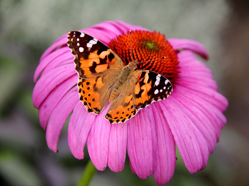 0 Belle-dame (Vanessa cardui) - Echinacea purpurea - Havré (1)