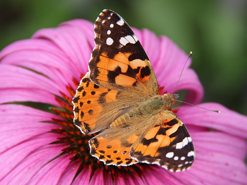 0 Belle-dame (Vanessa cardui) - Echinacea purpurea - Havré (3)