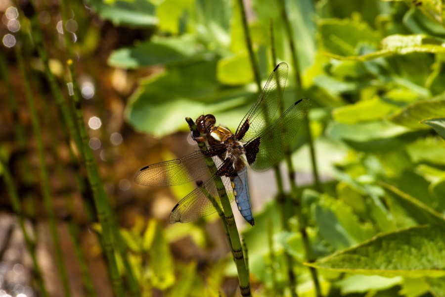 140607 Männlicher Plattbauch