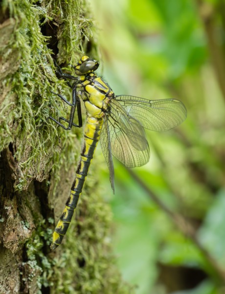 14 05 2015 Gomphus vulgatissimus - Common Clubtail - Gemeine Keiljungfer 05