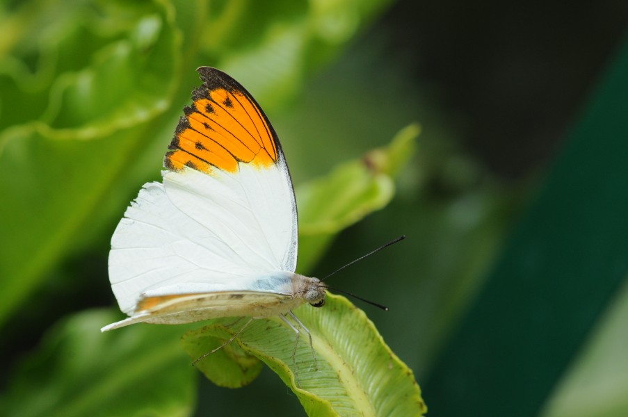 2011-04-25-lepidoptera-hunawihr-16