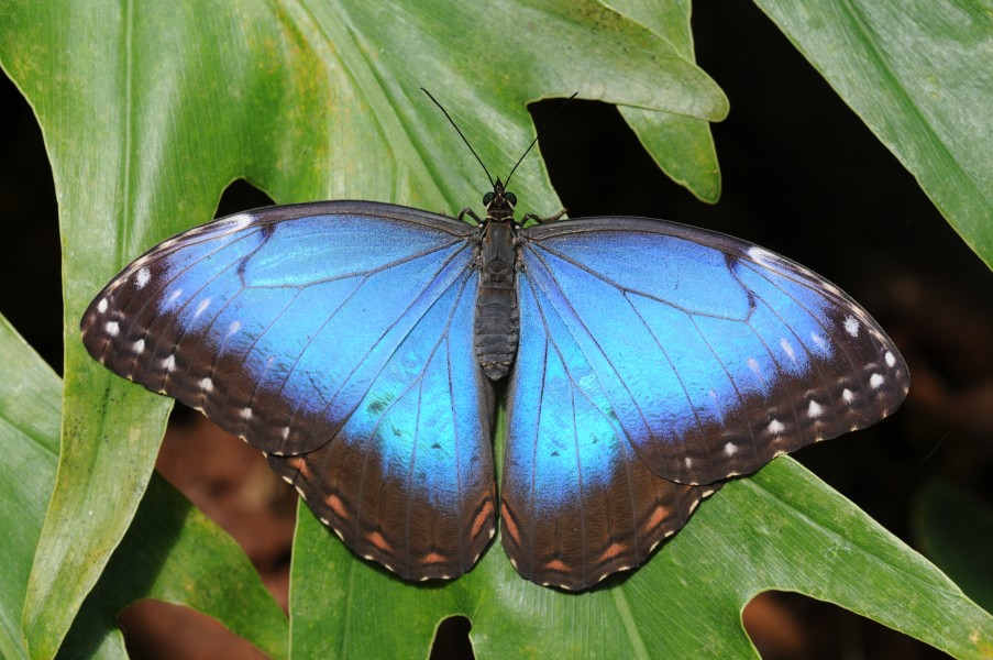 2011-04-25-lepidoptera-hunawihr-6