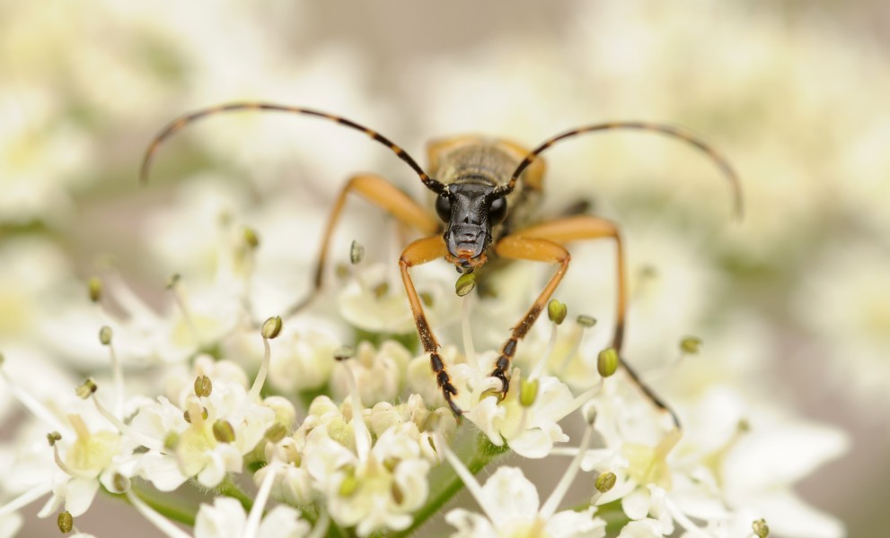 2011-07-31 14-27-42-Cerambycidae