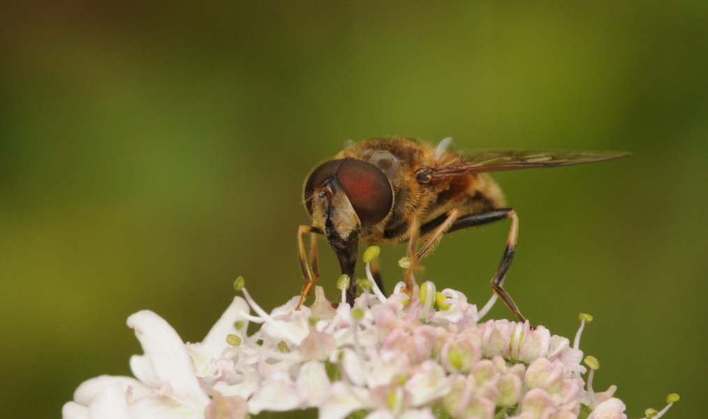 2011-07-31 14-30-04-syrphidae