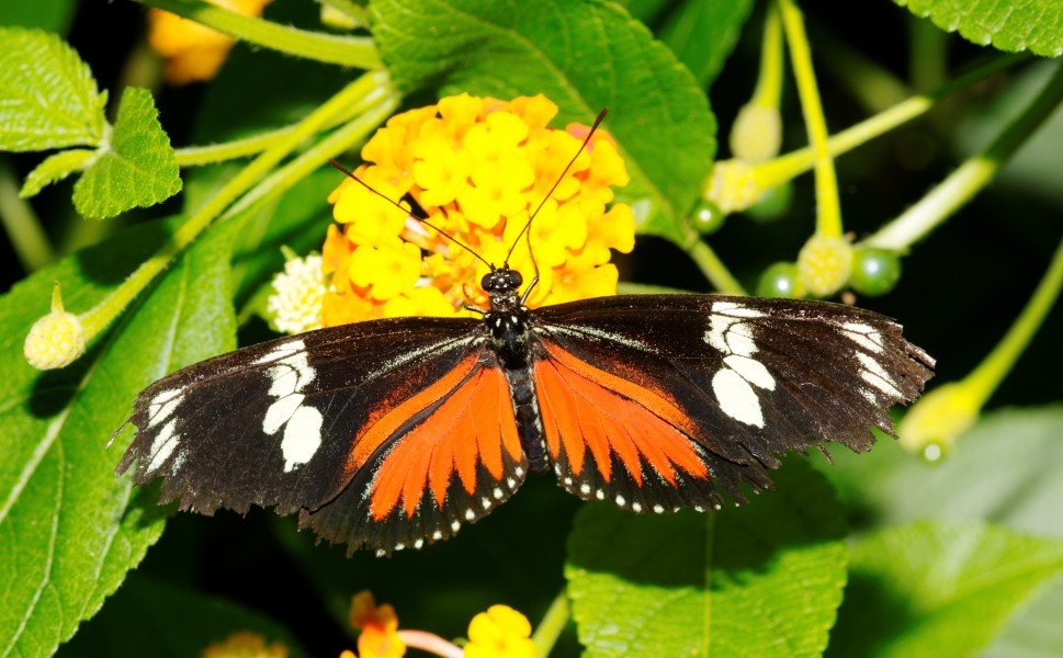 2011-08-08 15-13-38-papillon-hunawihr