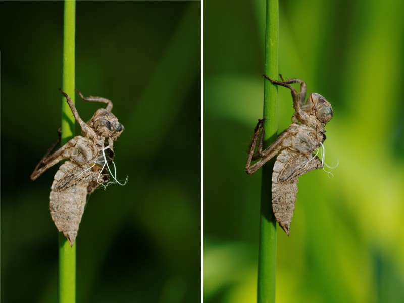 2012-05-10 16-37-14-exuvie