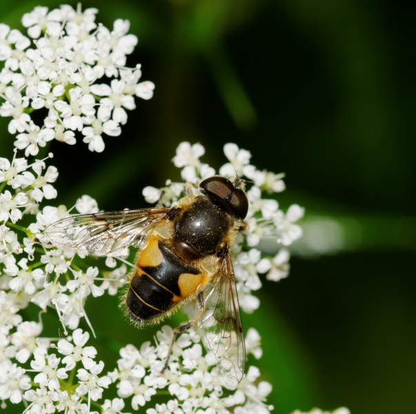 2012-06-04 14-36-38-syrphe