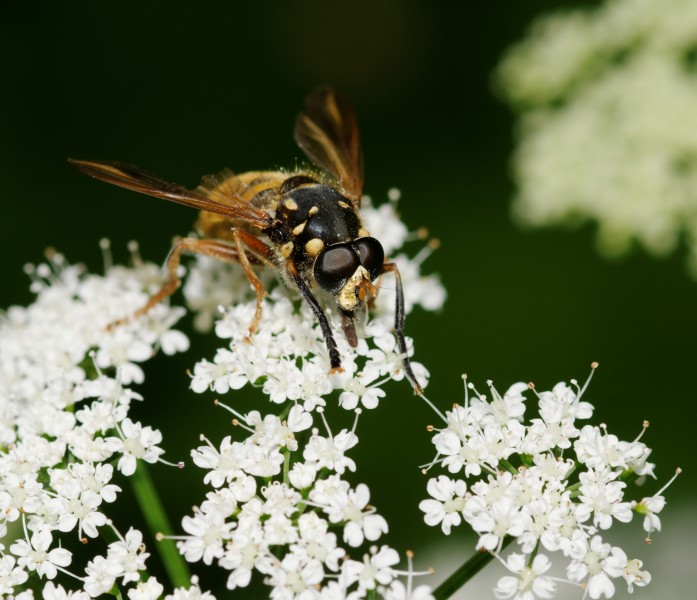 2012-06-05 15-25-12-diptera