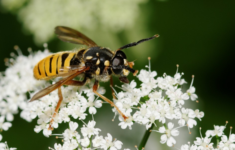 2012-06-05 15-25-30-diptera