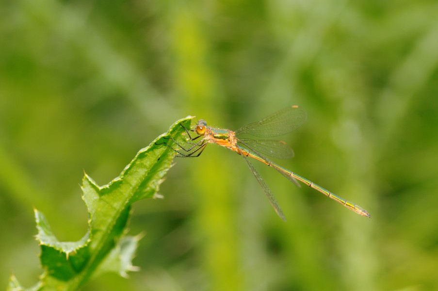 2012-06-07 16-00-52-Lestes-sp